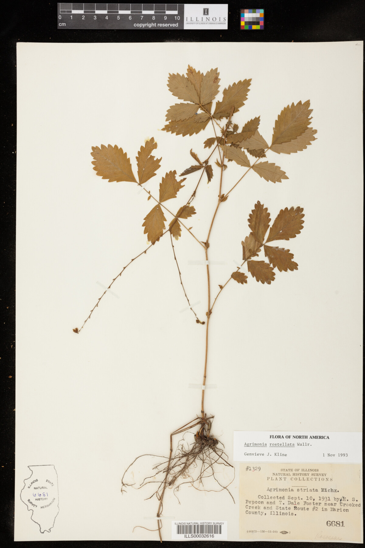 Agrimonia rostellata image