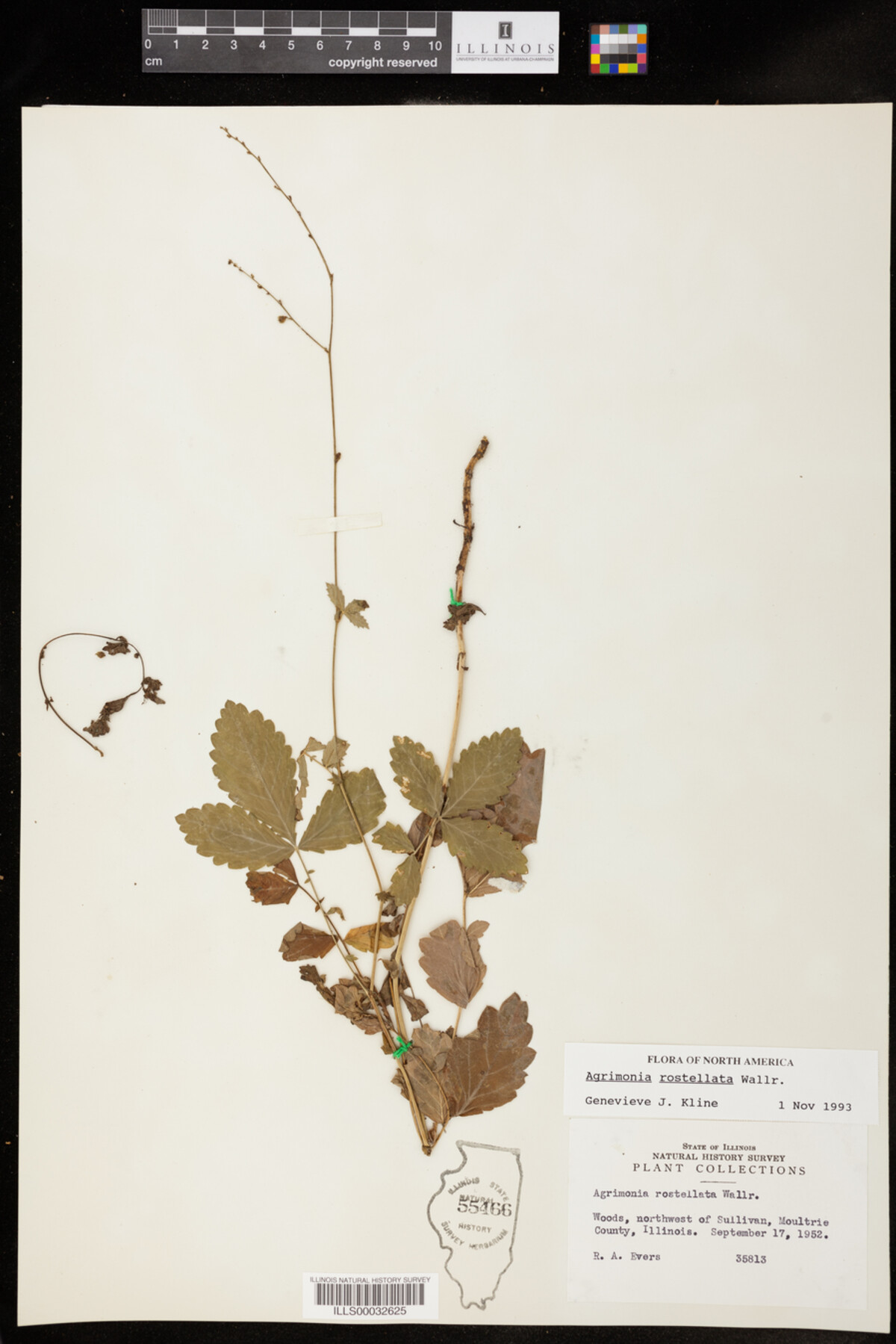 Agrimonia rostellata image
