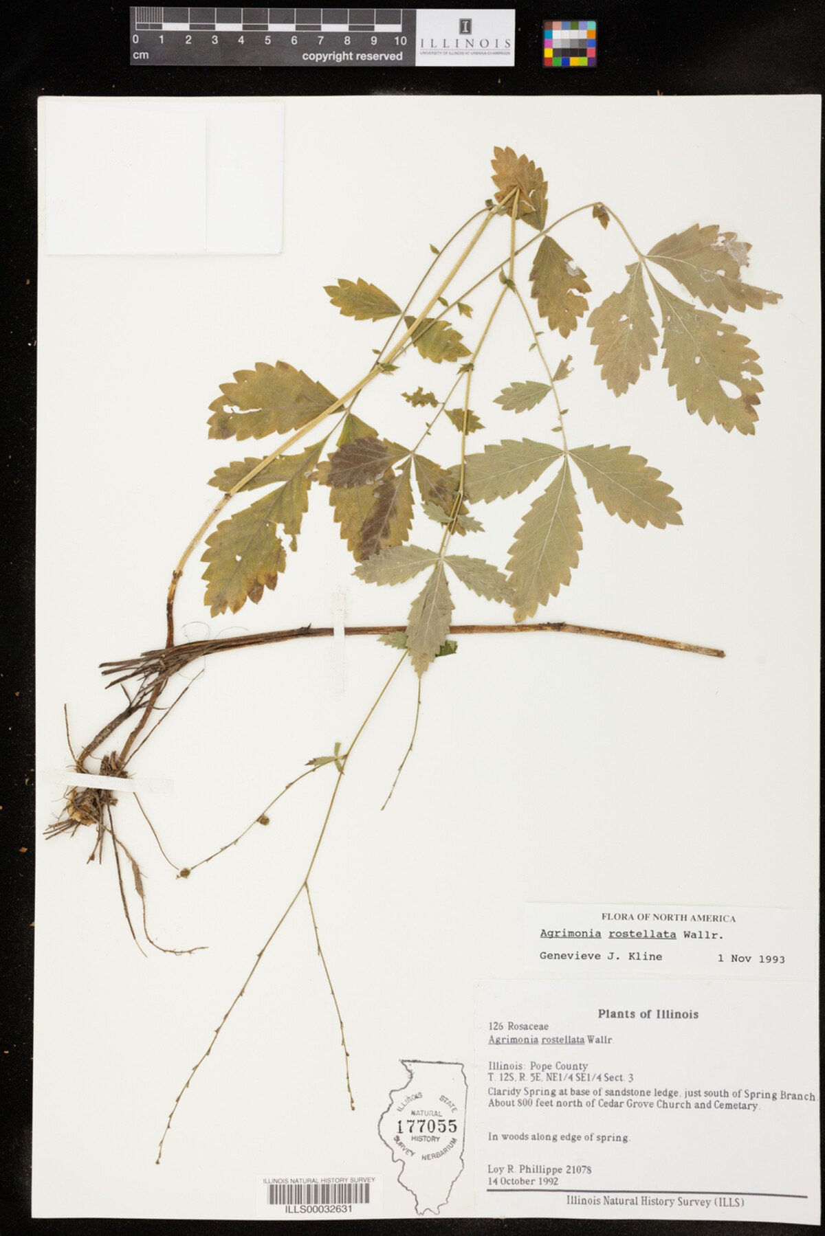 Agrimonia rostellata image