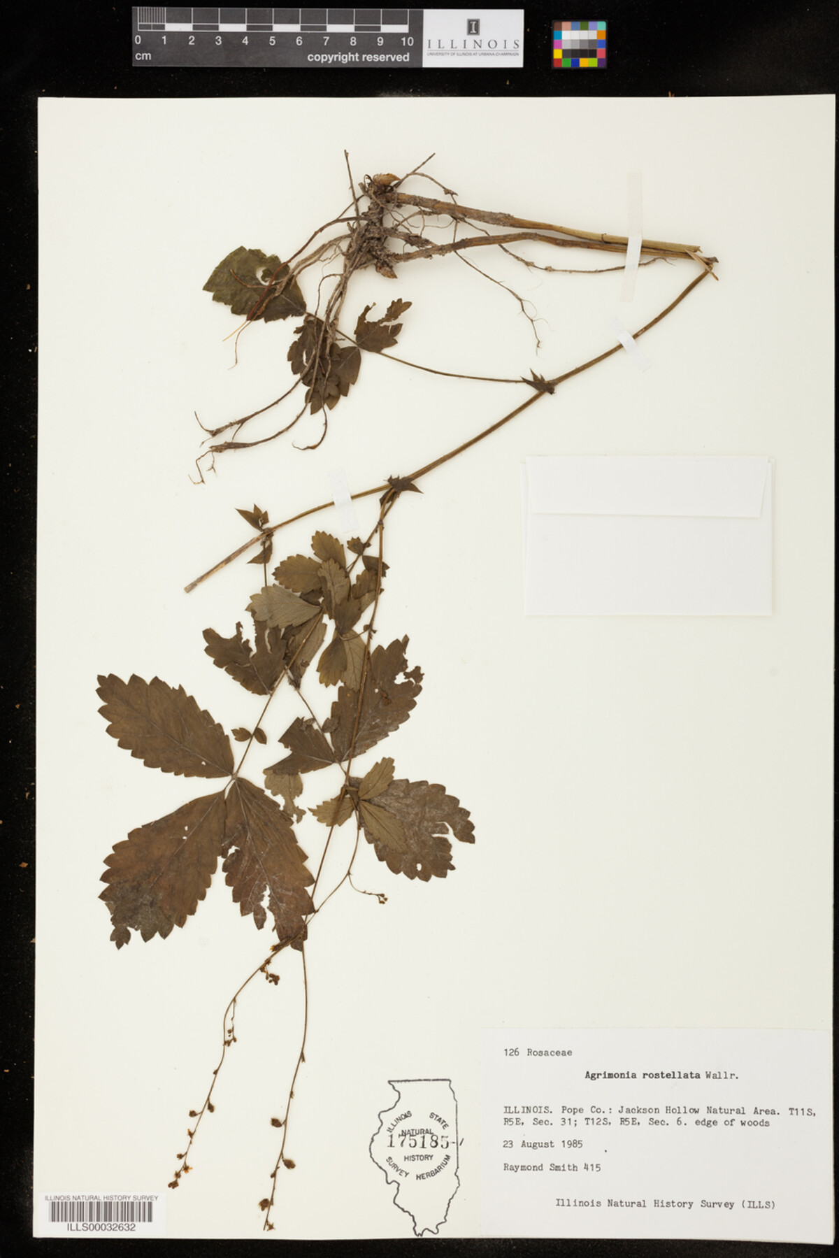 Agrimonia rostellata image