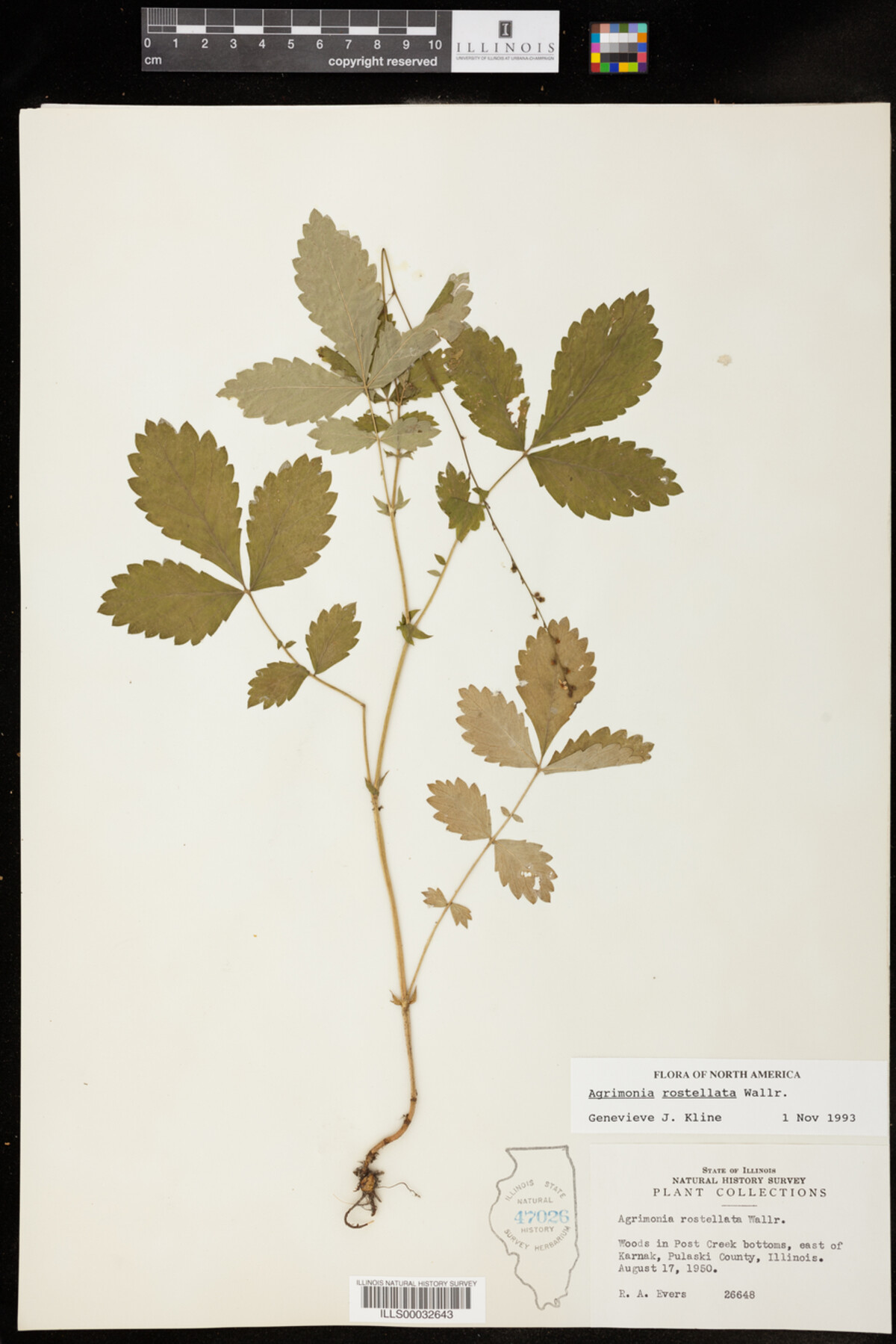 Agrimonia rostellata image