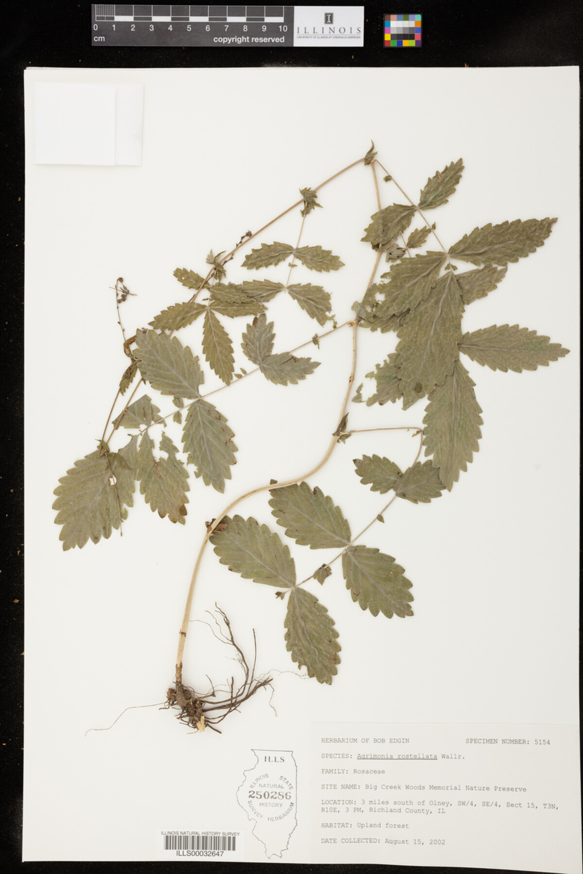 Agrimonia rostellata image