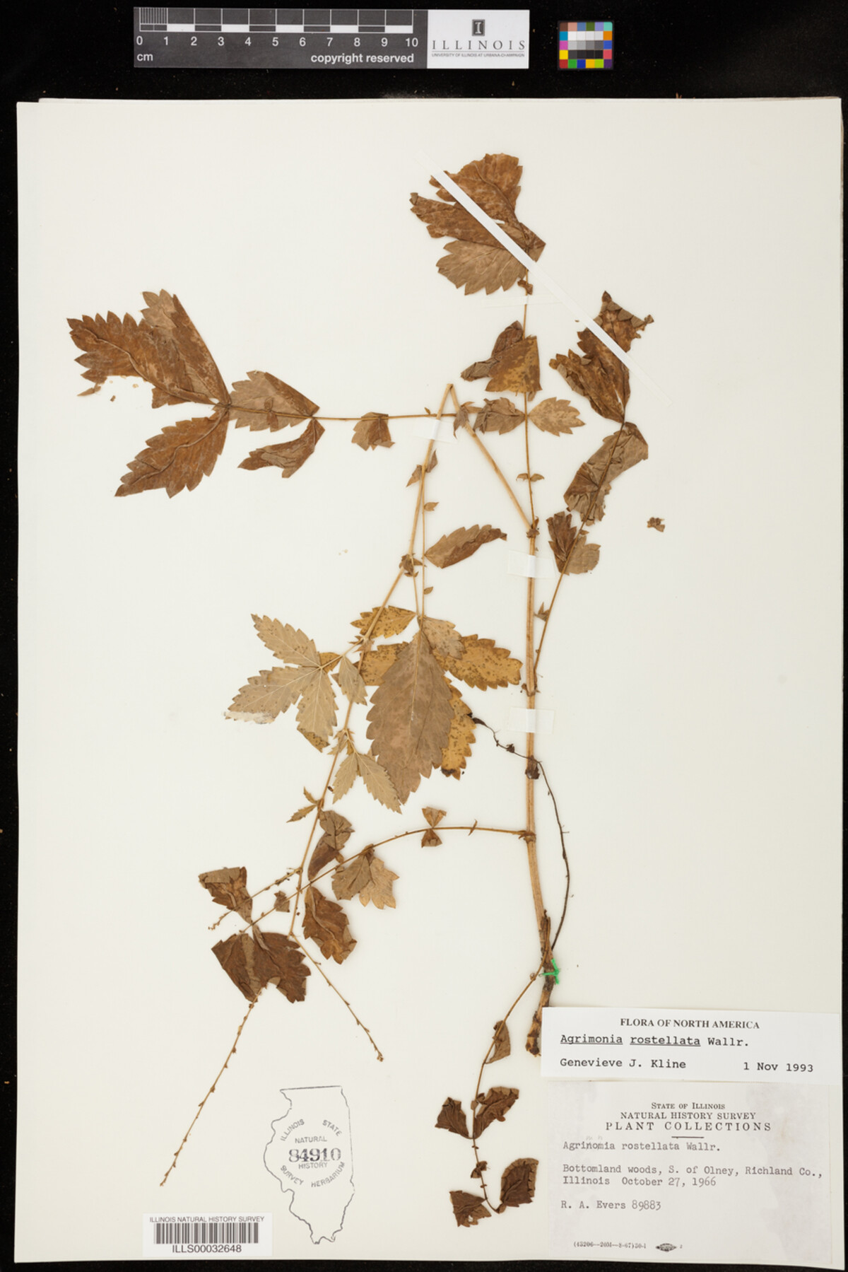 Agrimonia rostellata image