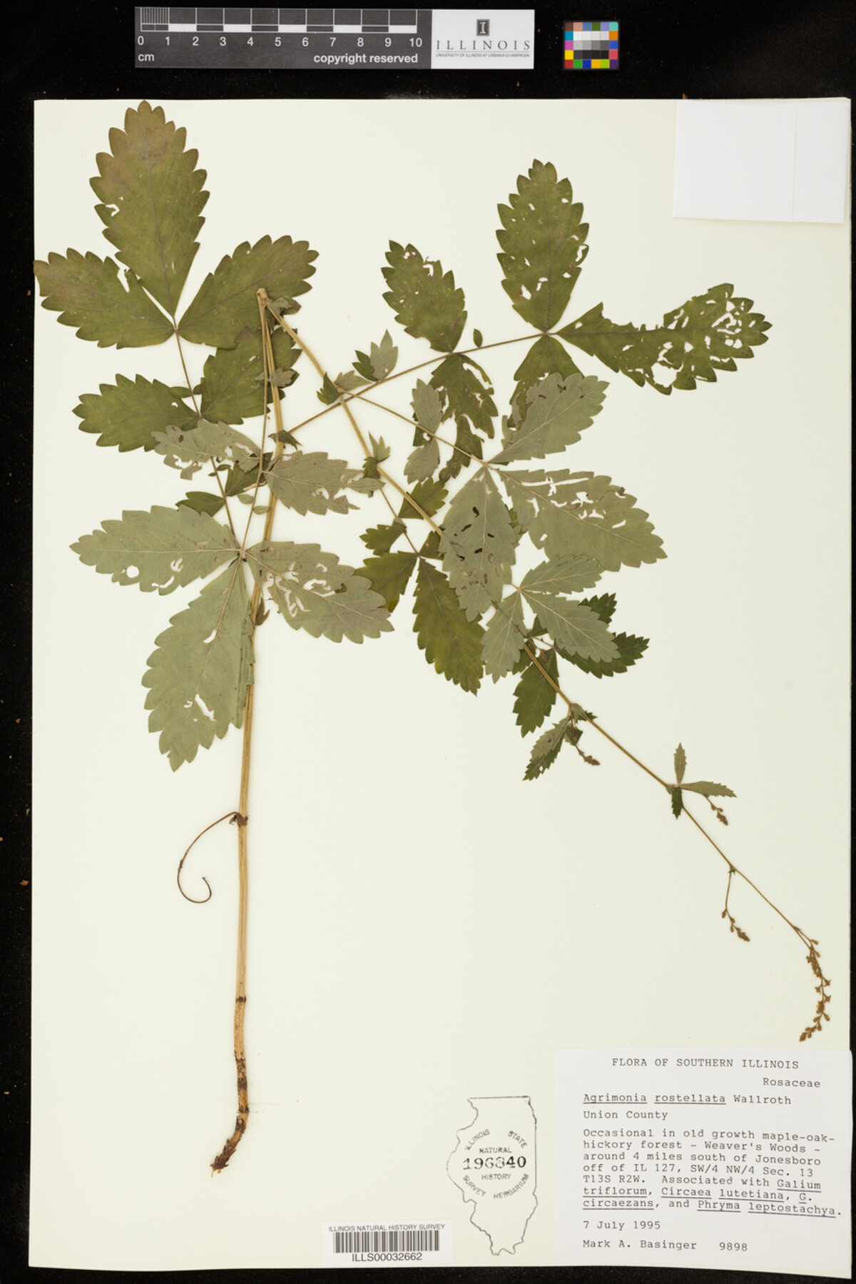 Agrimonia rostellata image