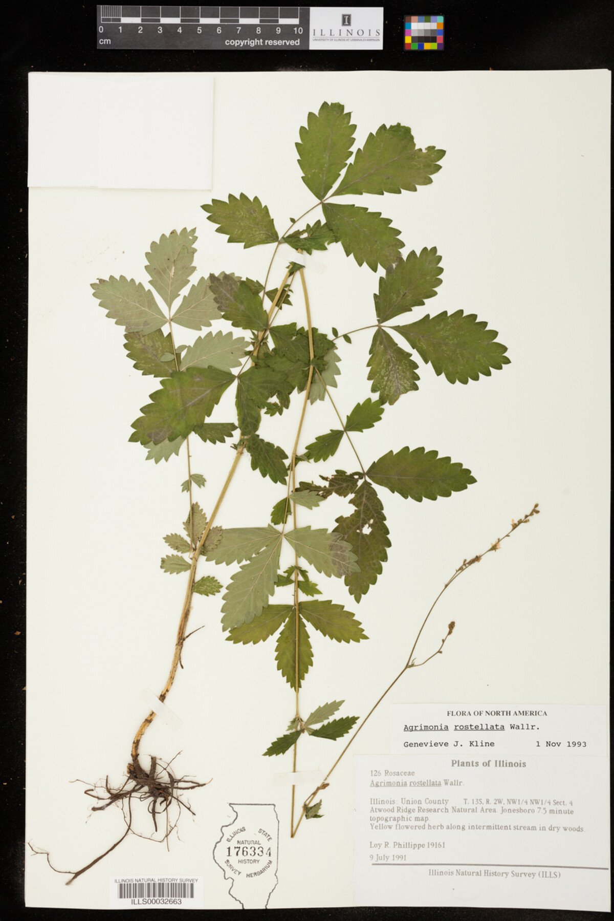 Agrimonia rostellata image