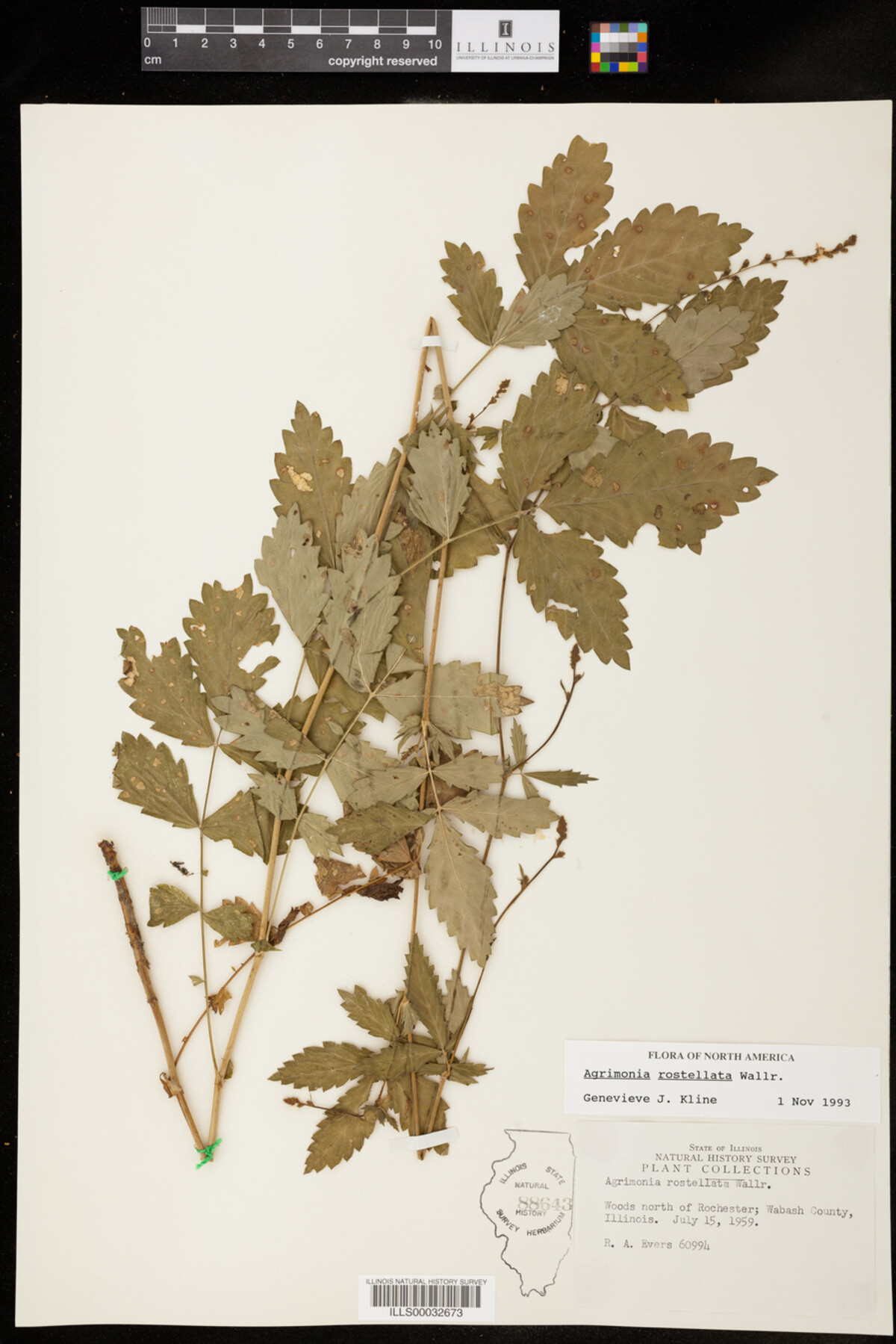 Agrimonia rostellata image