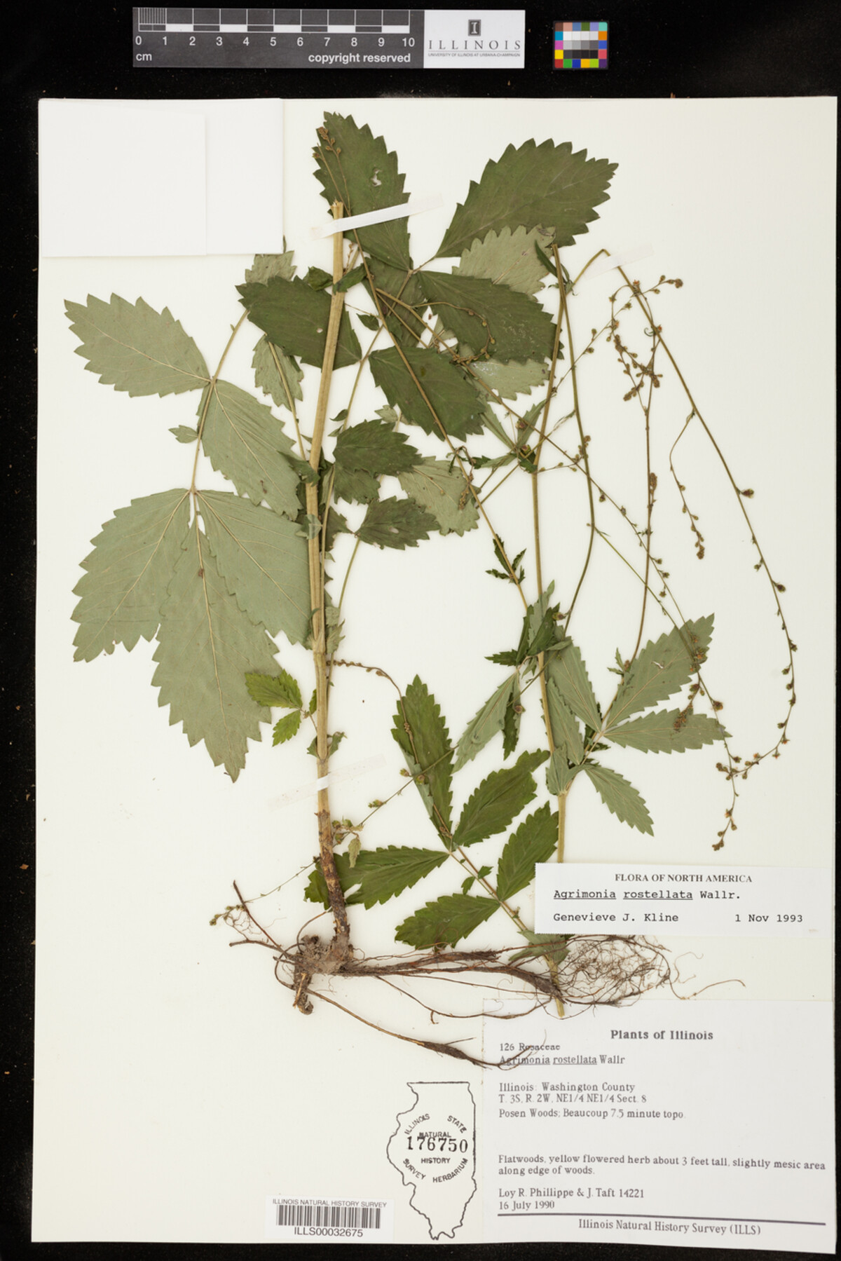Agrimonia rostellata image