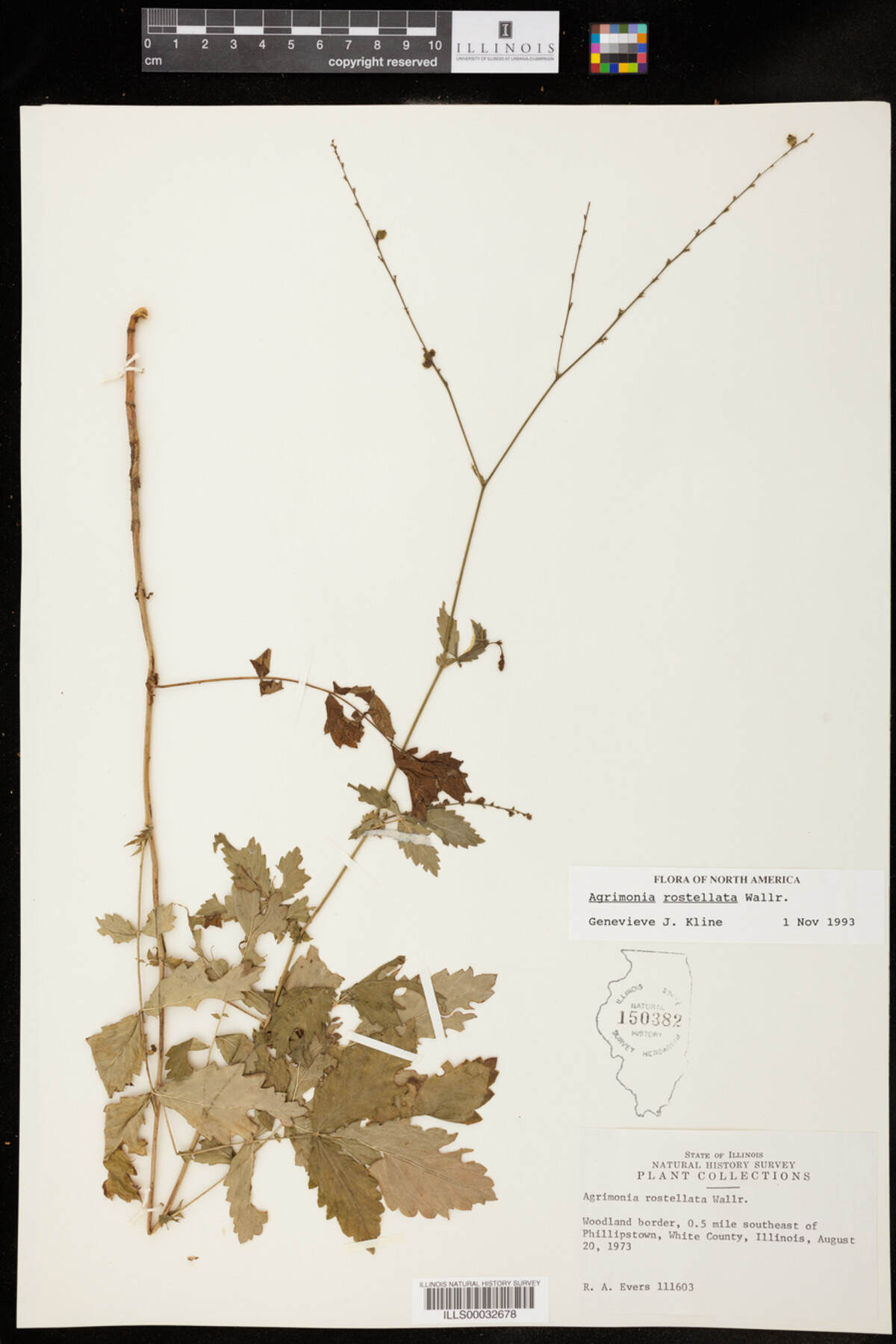 Agrimonia rostellata image