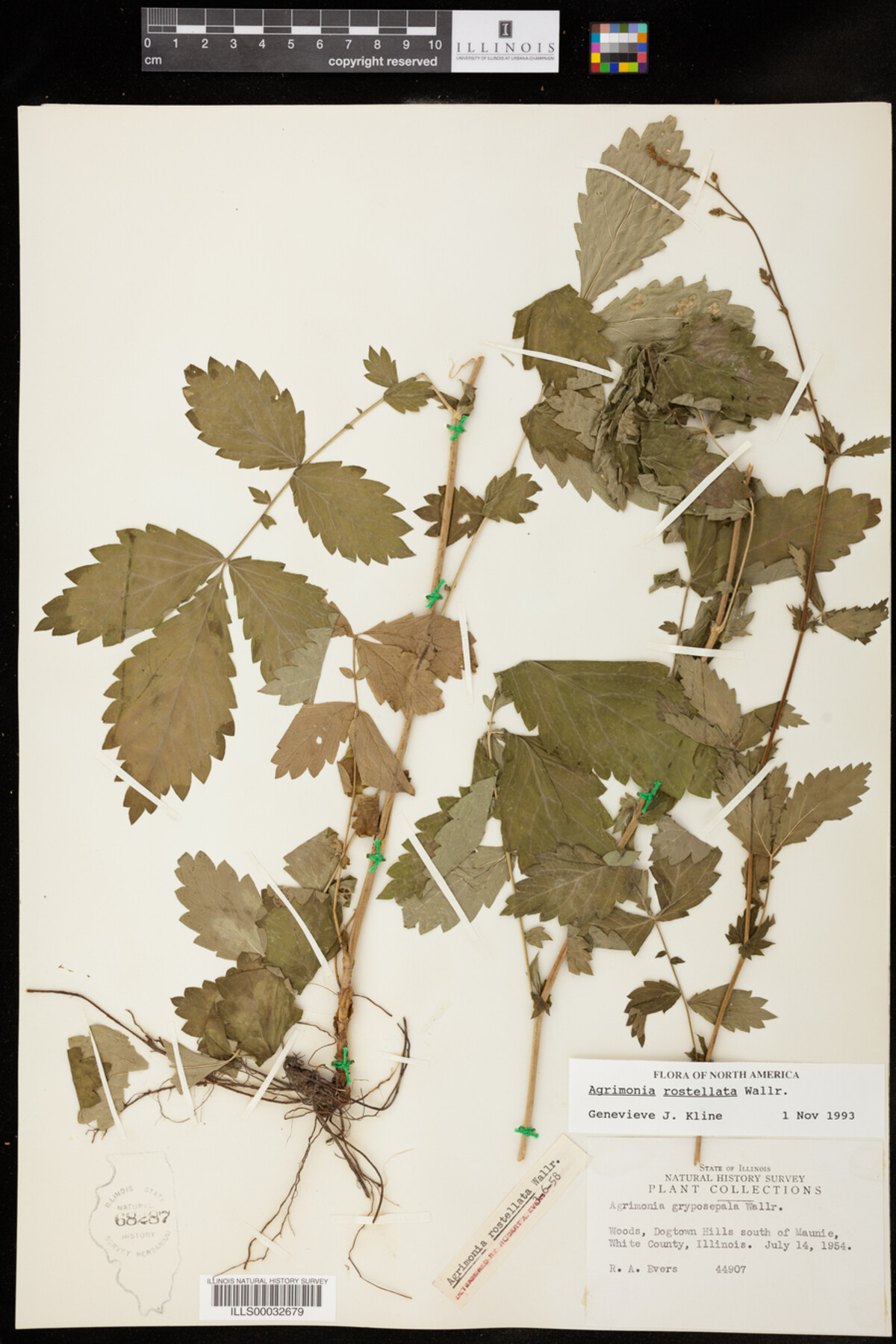 Agrimonia rostellata image