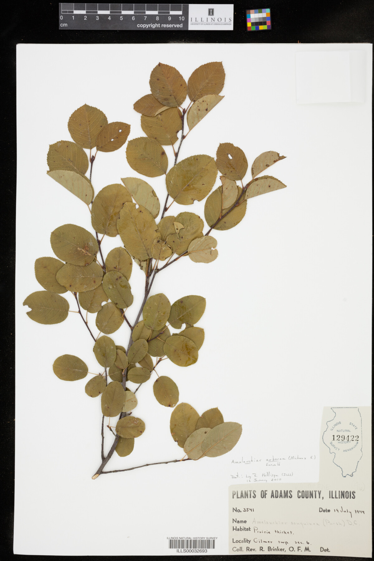 Amelanchier arborea image