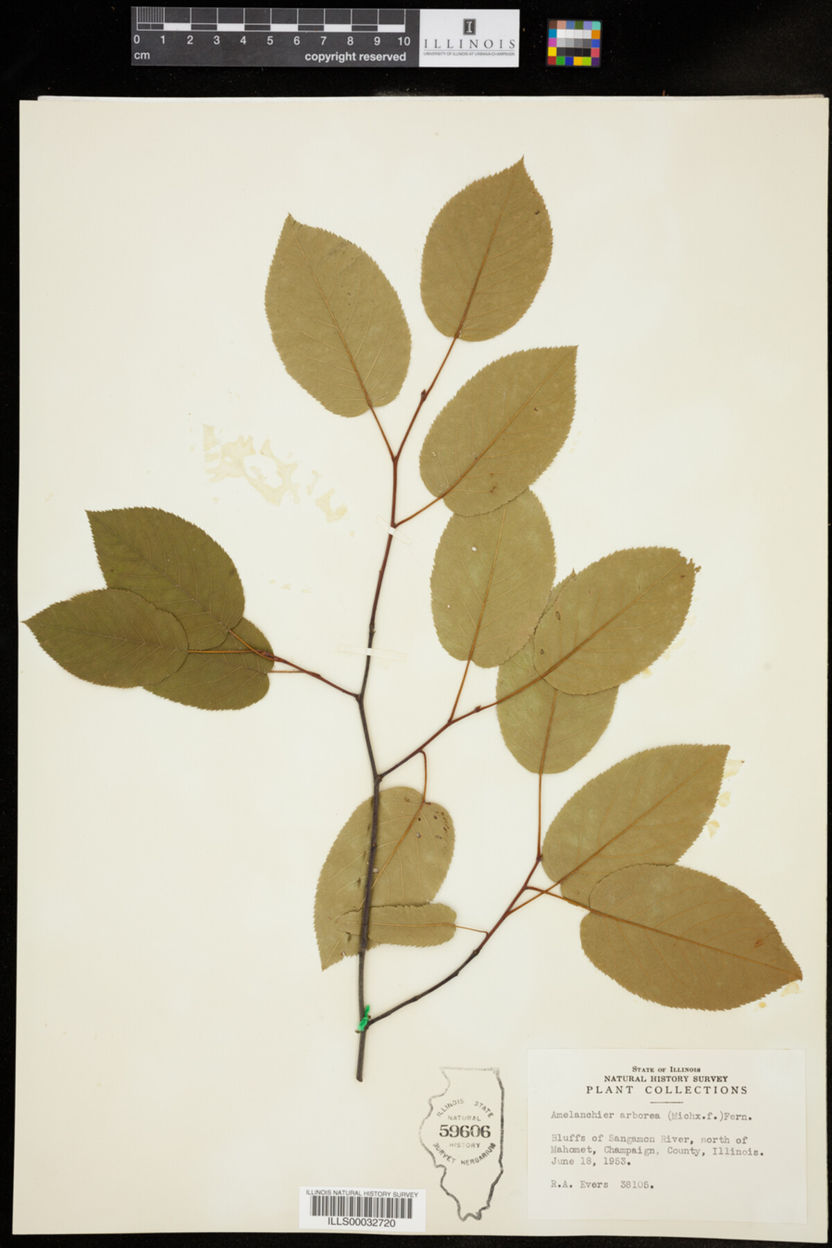 Amelanchier image