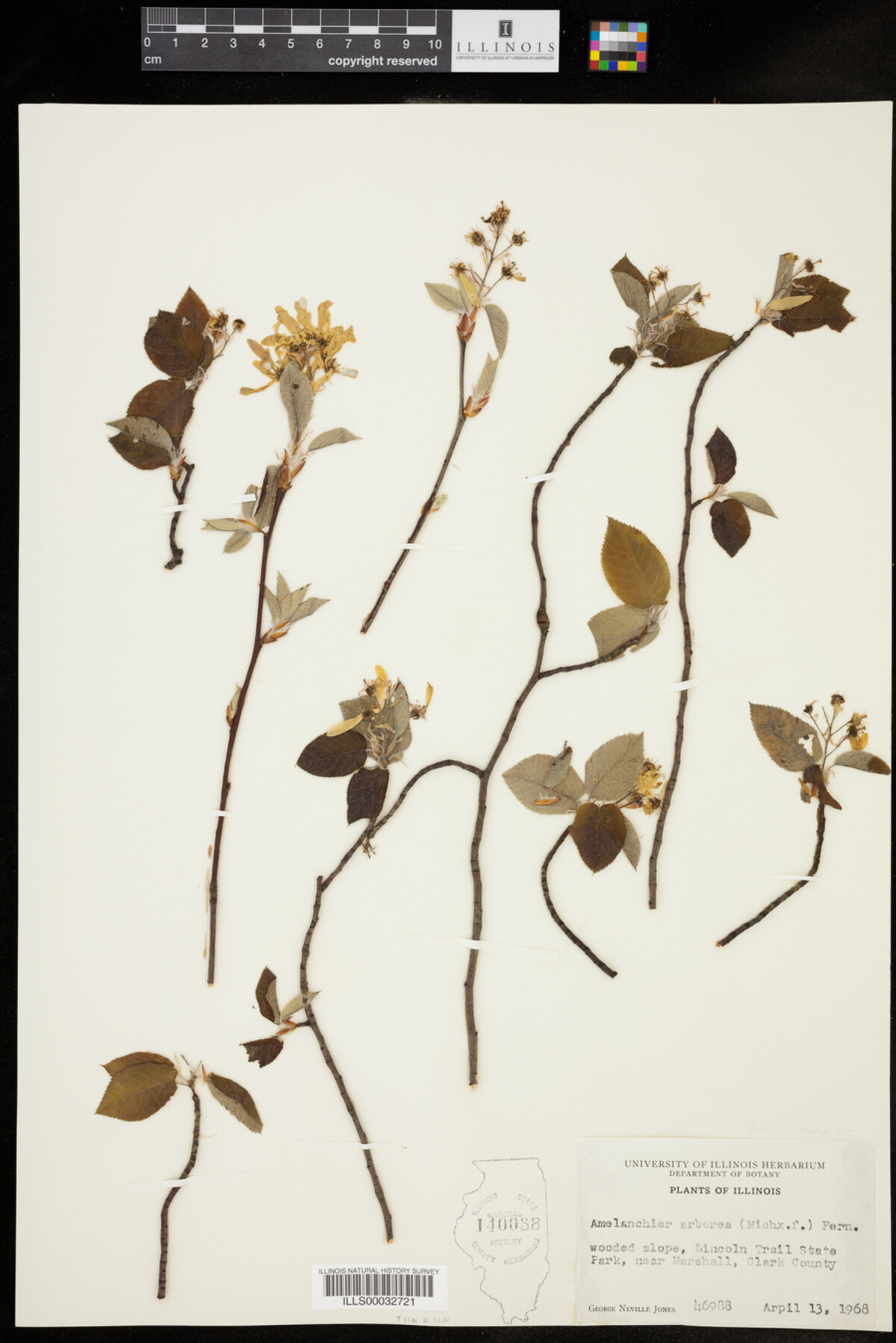 Amelanchier arborea image