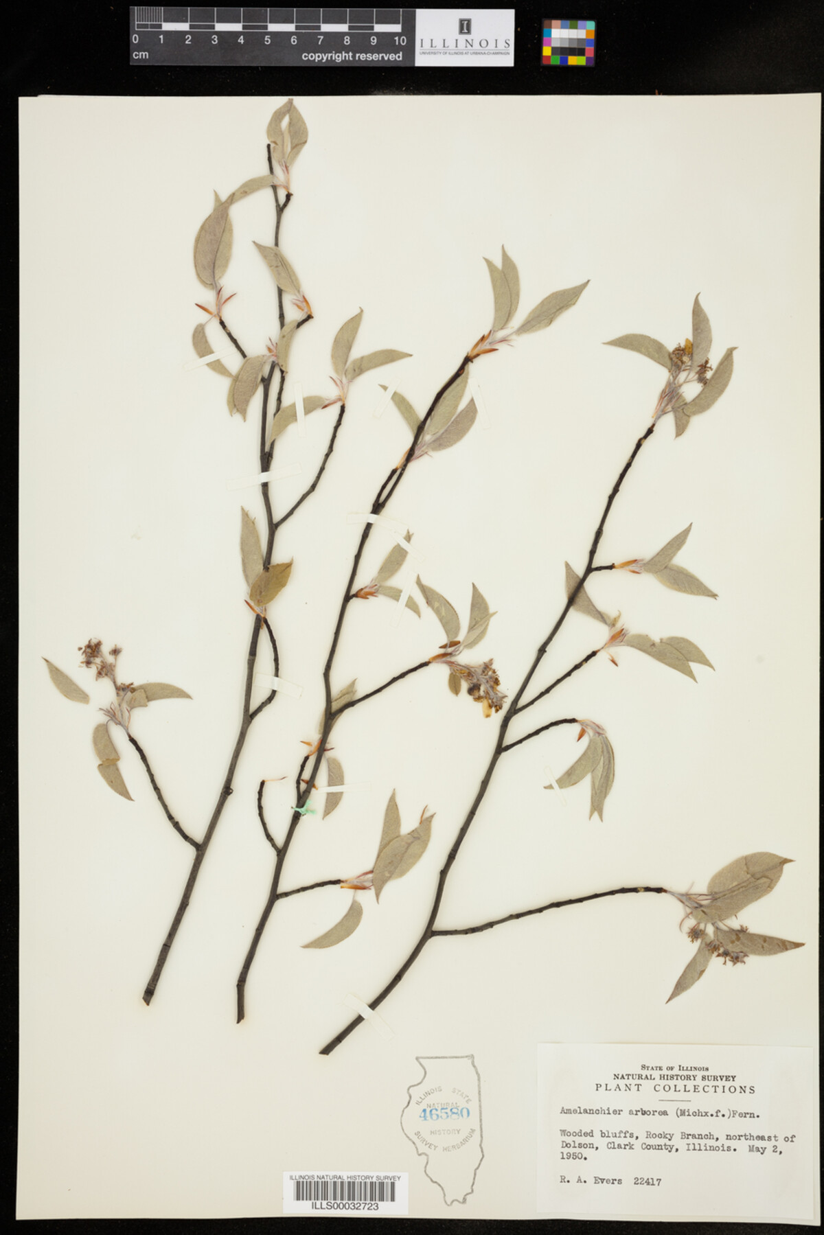 Amelanchier image