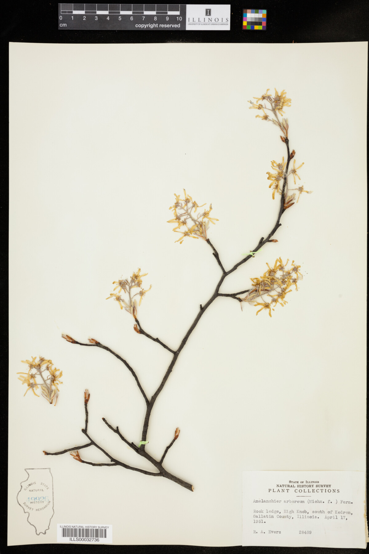 Amelanchier arborea image