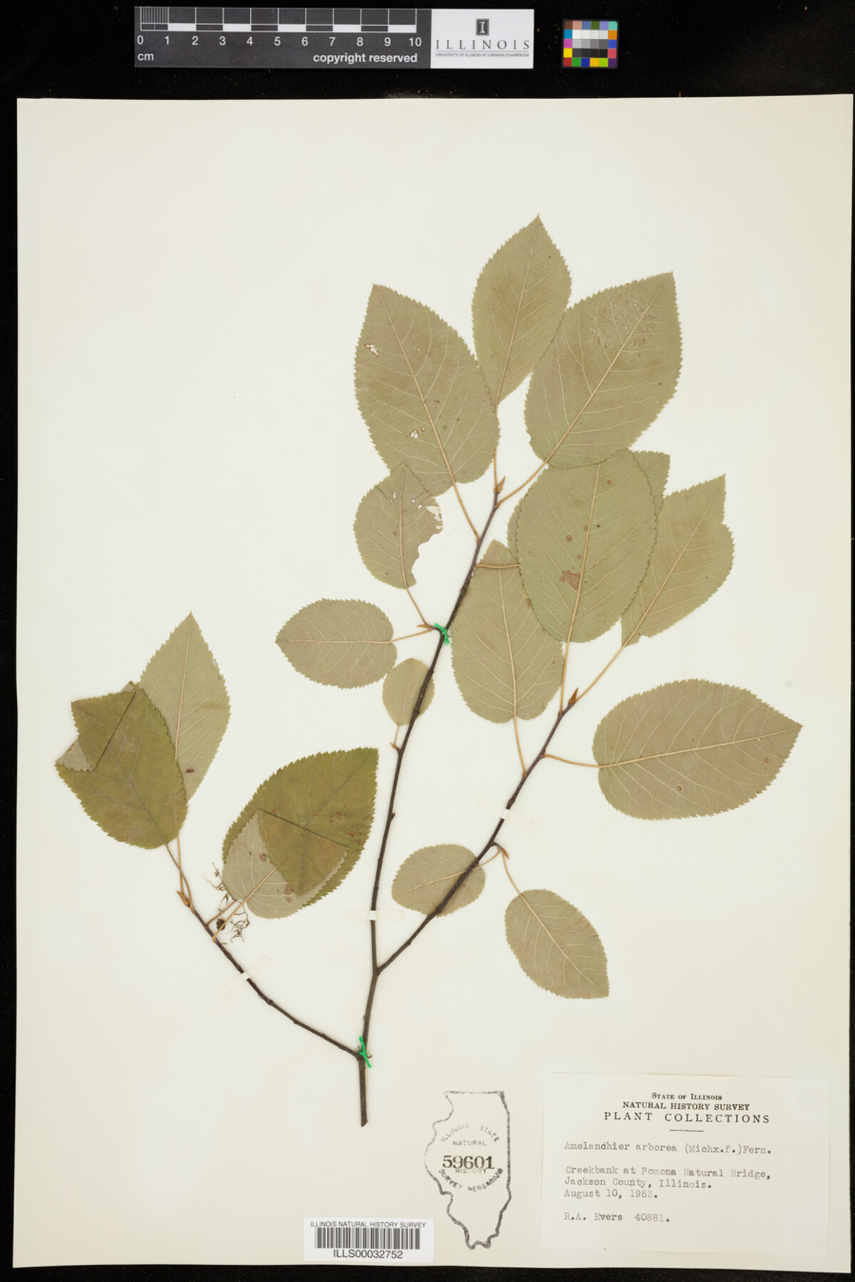 Amelanchier arborea image