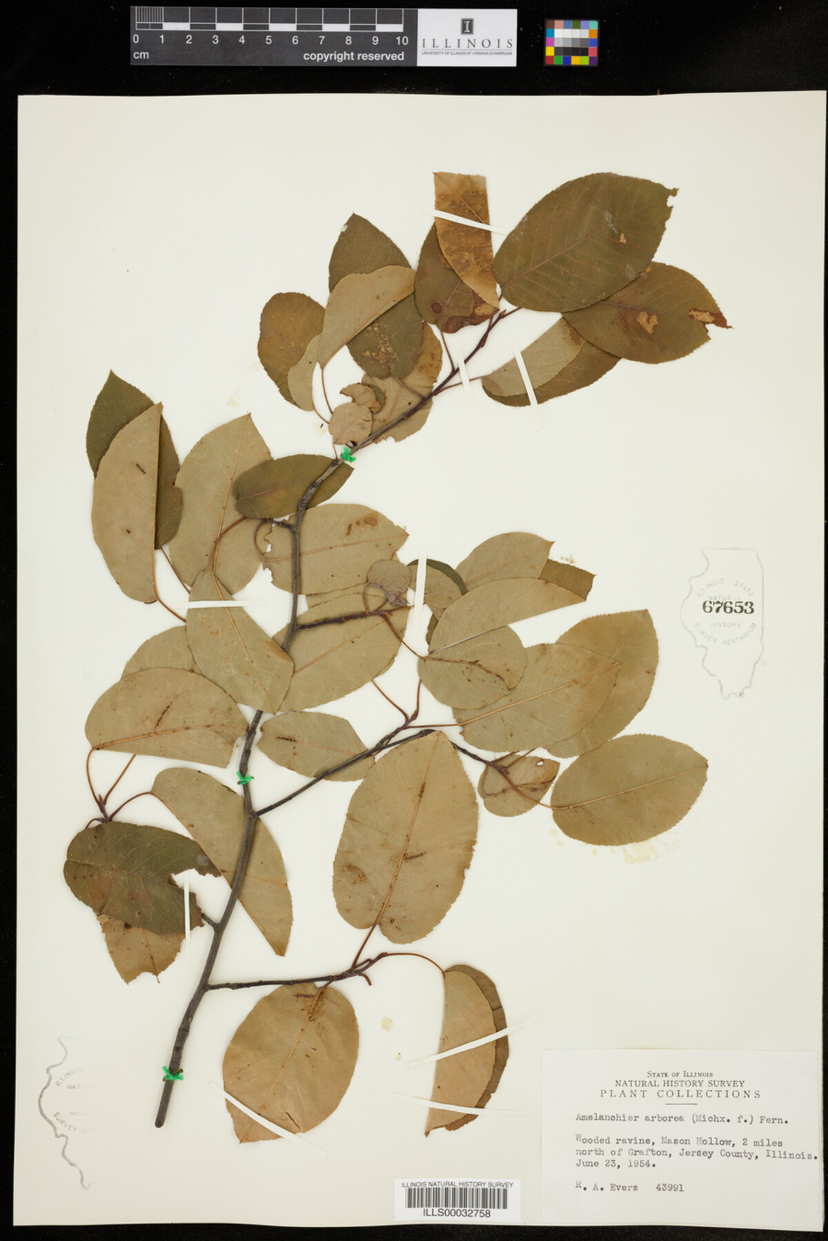 Amelanchier arborea image