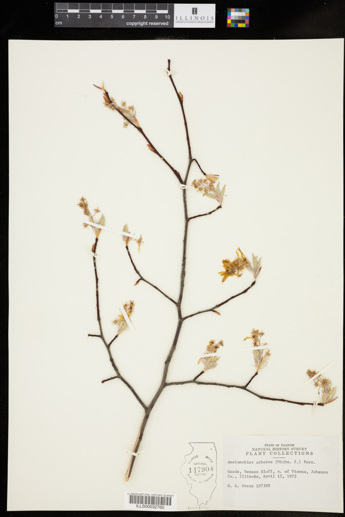 Amelanchier image