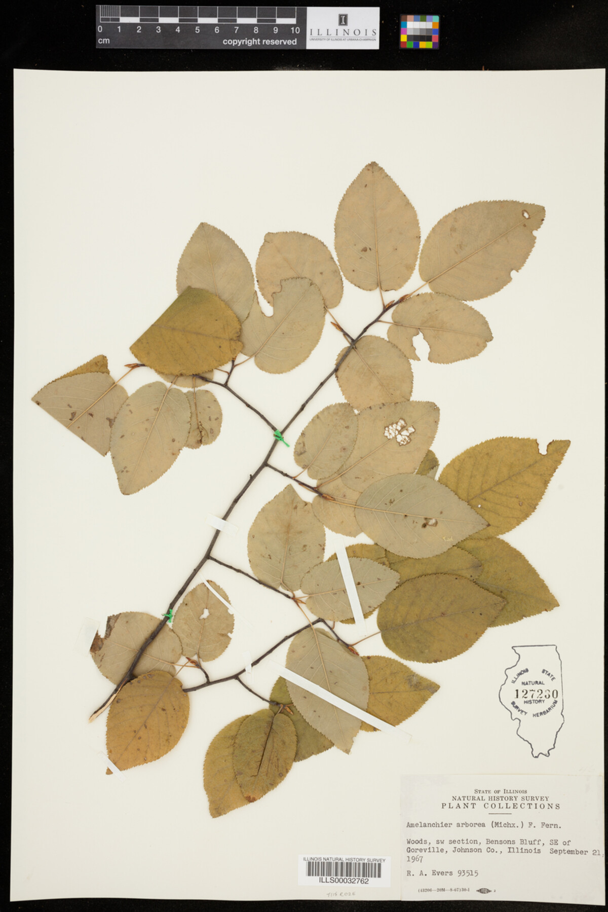 Amelanchier arborea image