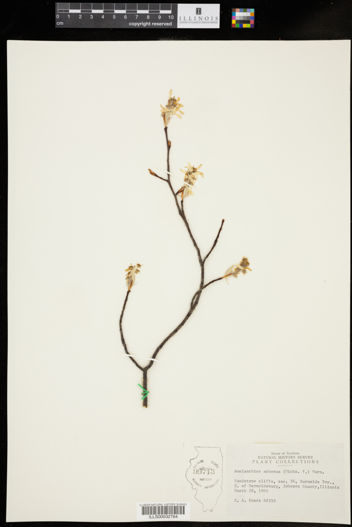Amelanchier arborea image