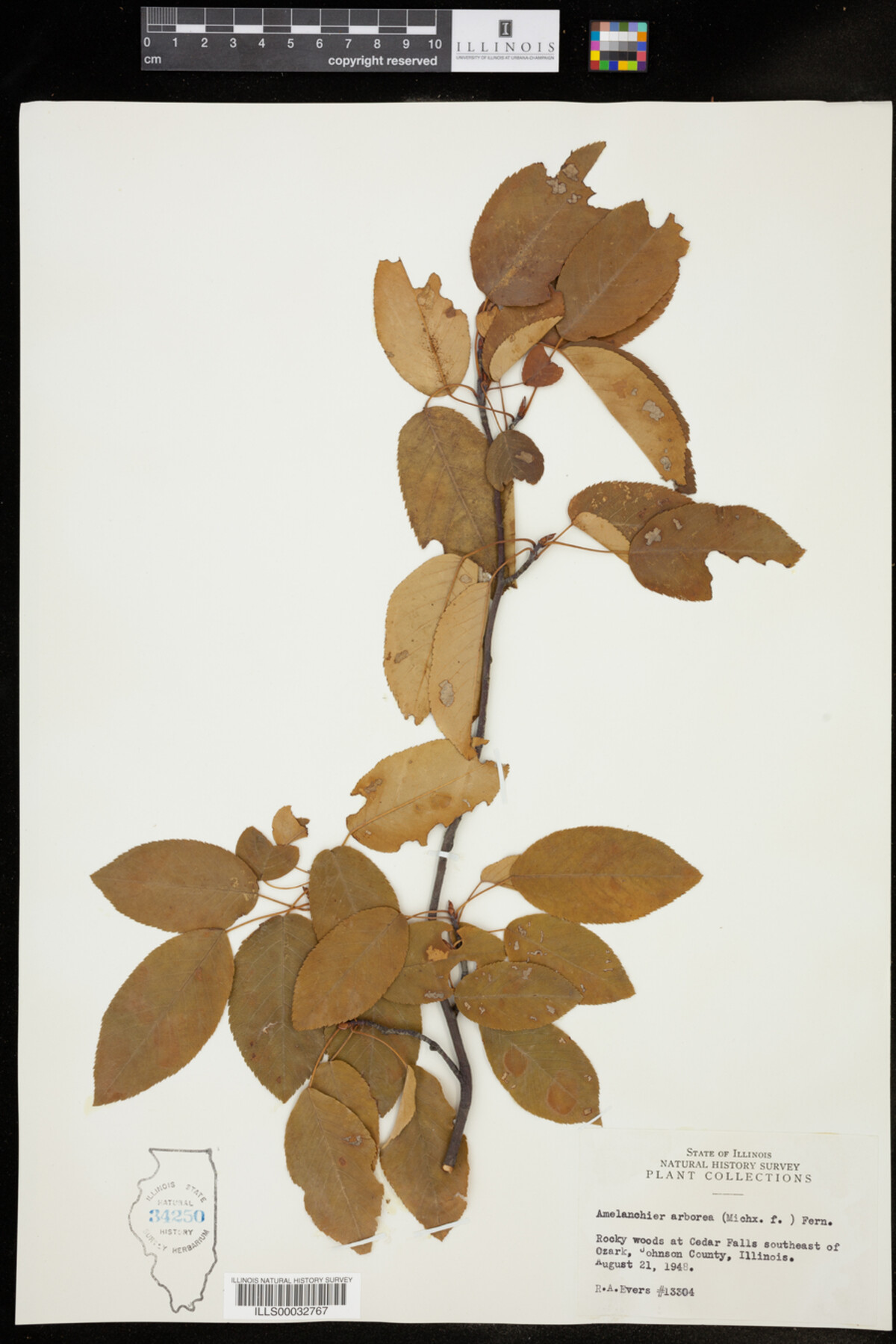 Amelanchier arborea image