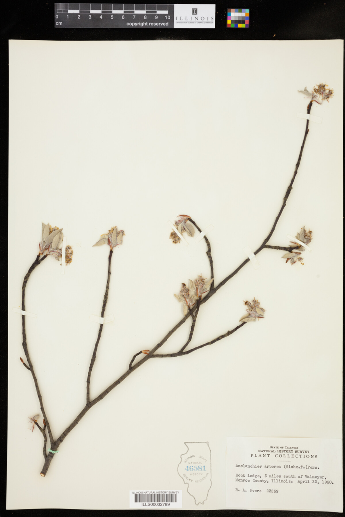 Amelanchier arborea image