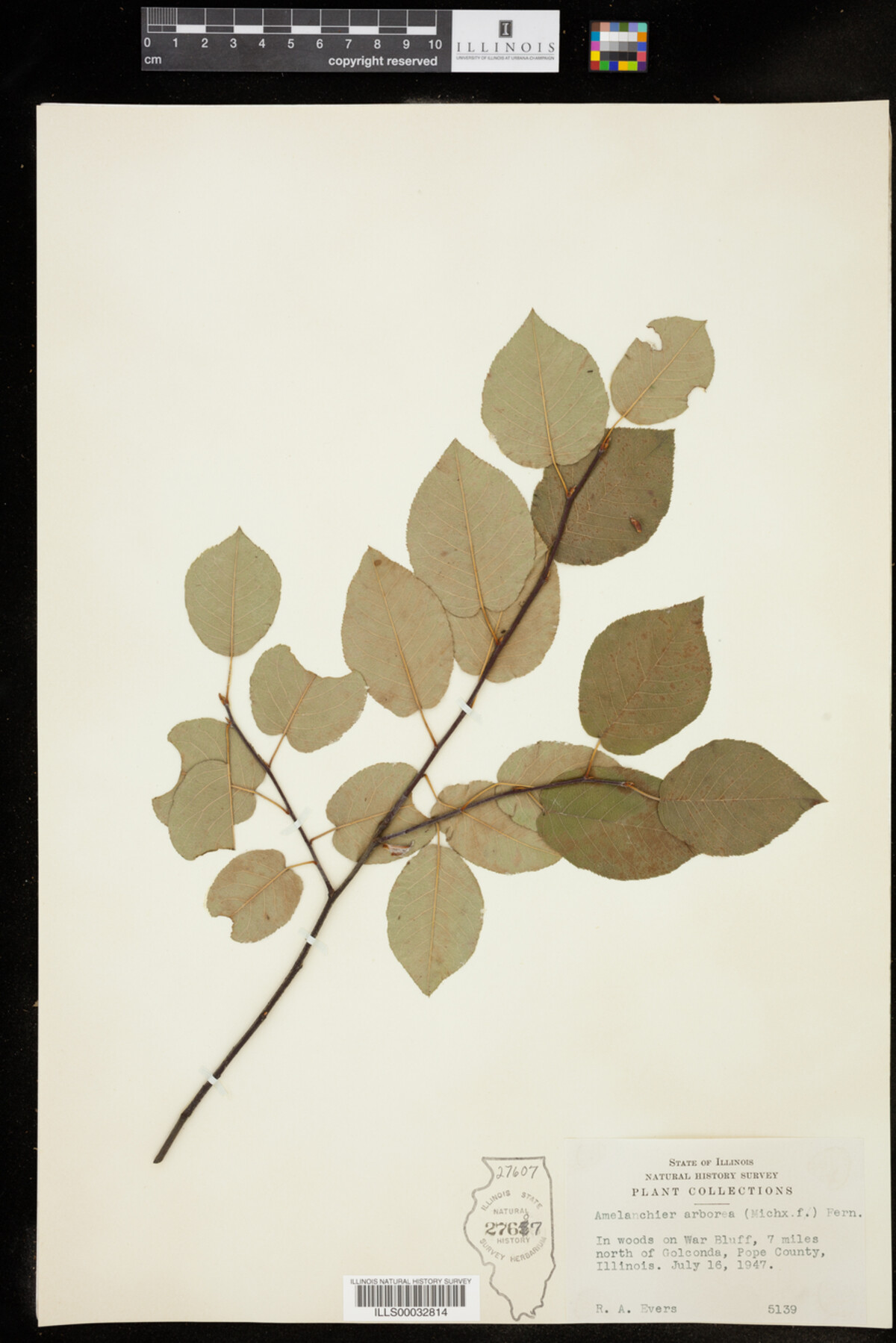 Amelanchier arborea image
