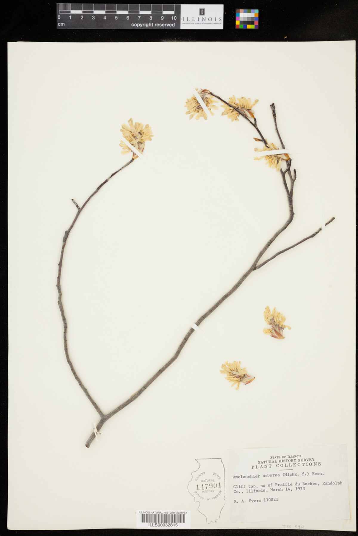 Amelanchier arborea image