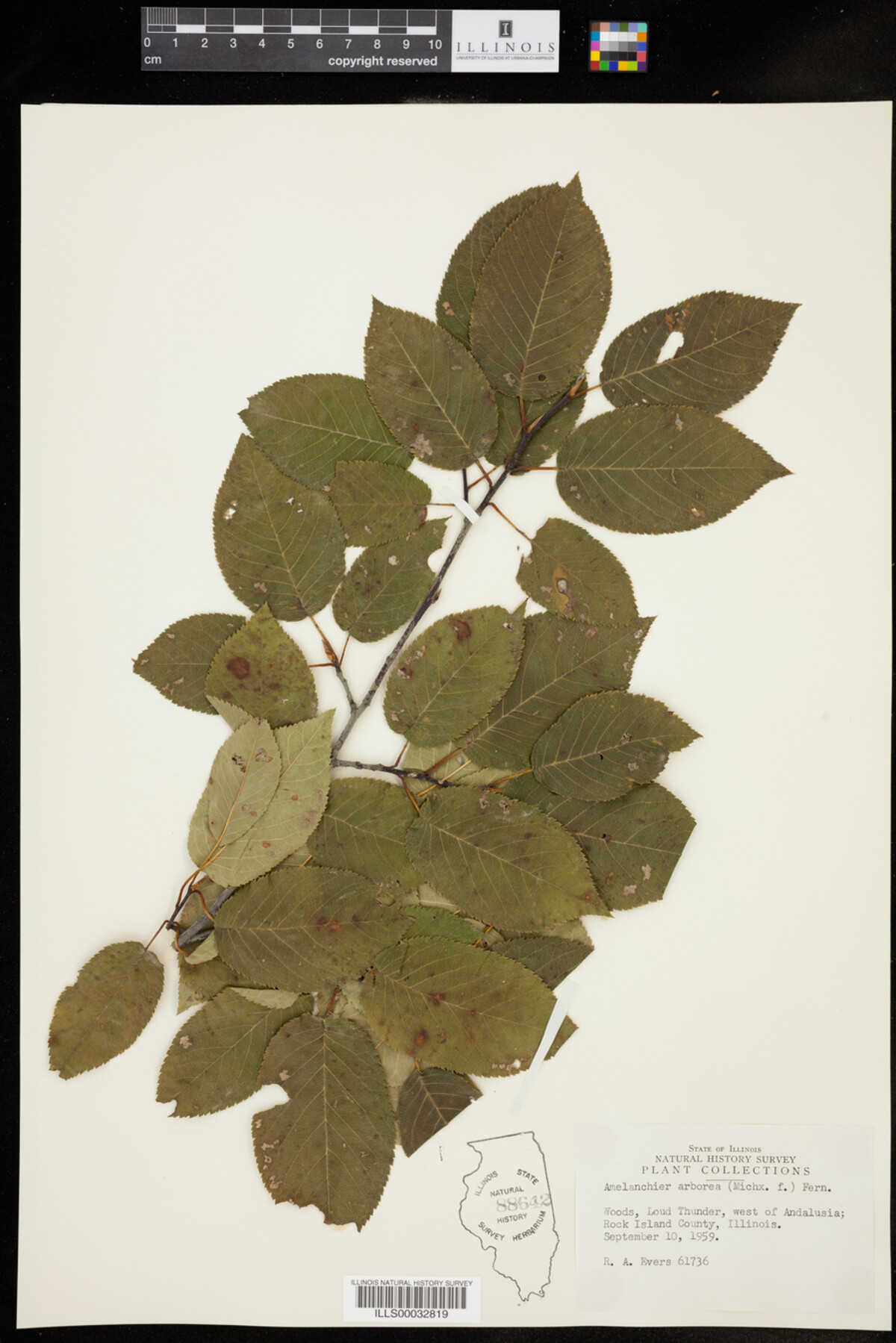 Amelanchier image