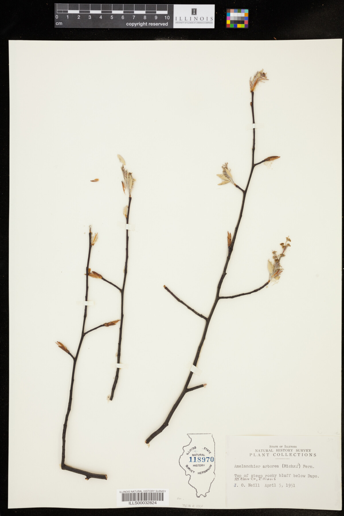Rosaceae image