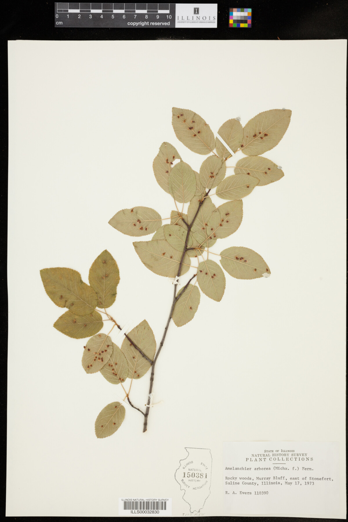 Amelanchier arborea image