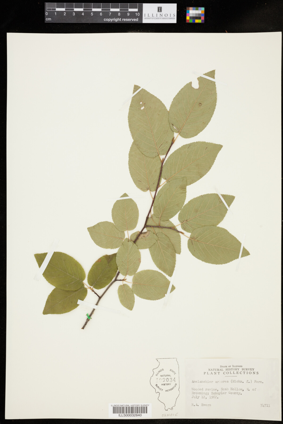 Amelanchier arborea image
