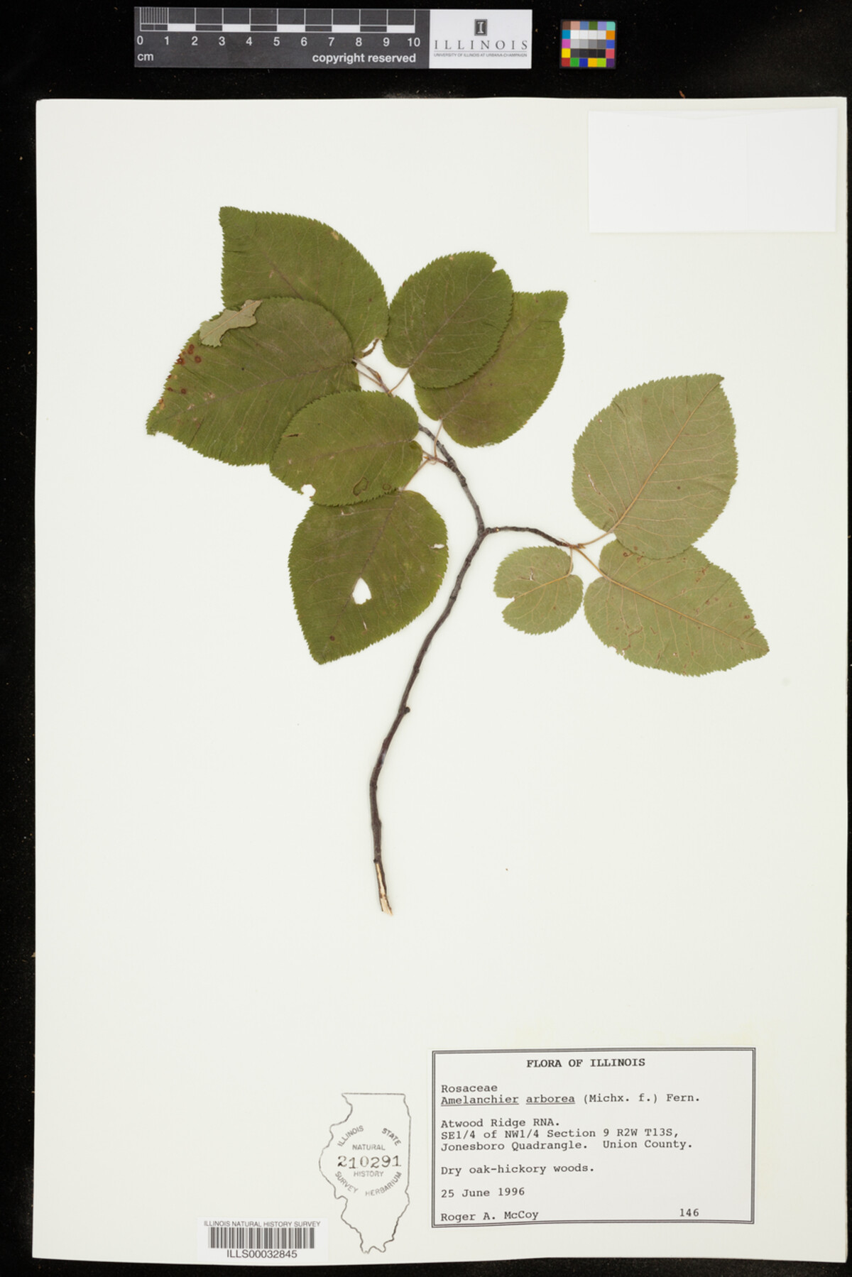 Amelanchier arborea image