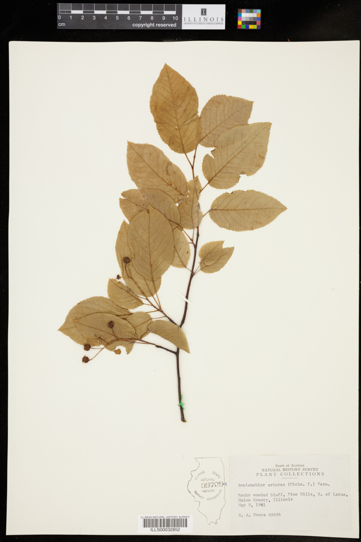 Amelanchier arborea image