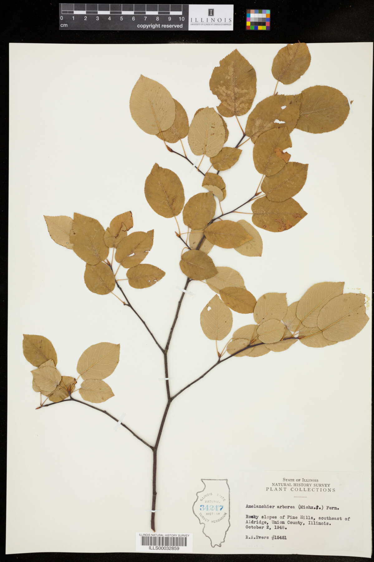 Amelanchier arborea image