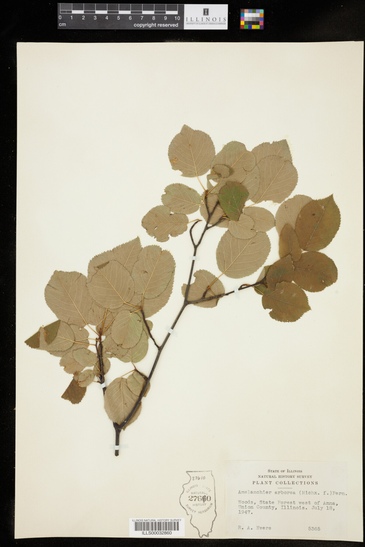 Amelanchier image