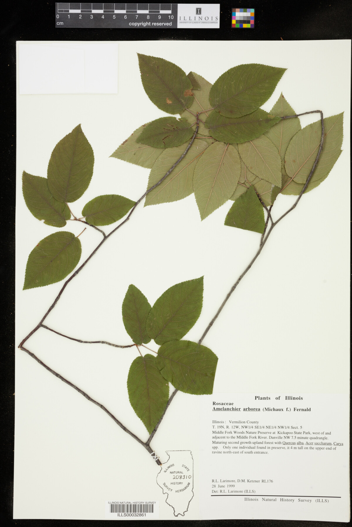 Amelanchier image