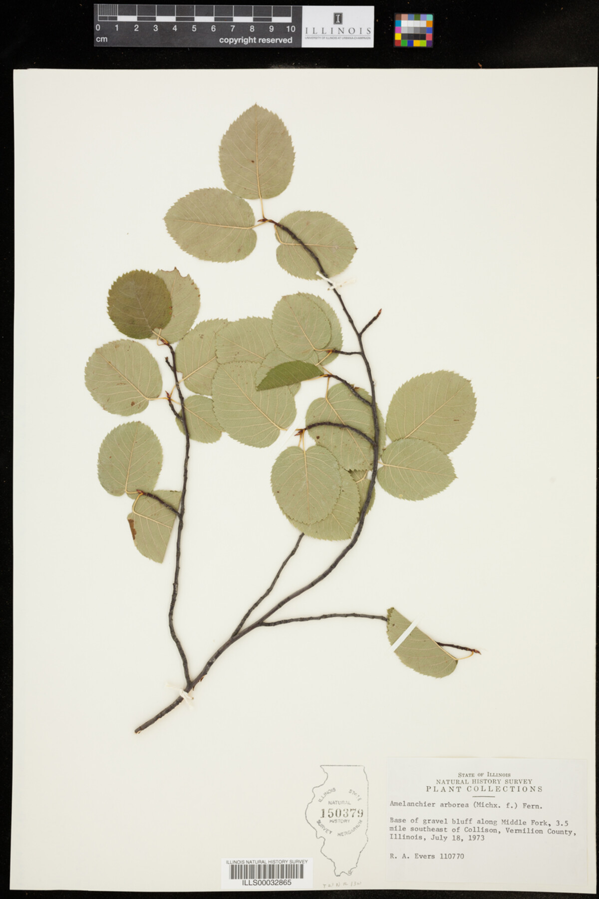 Amelanchier arborea image