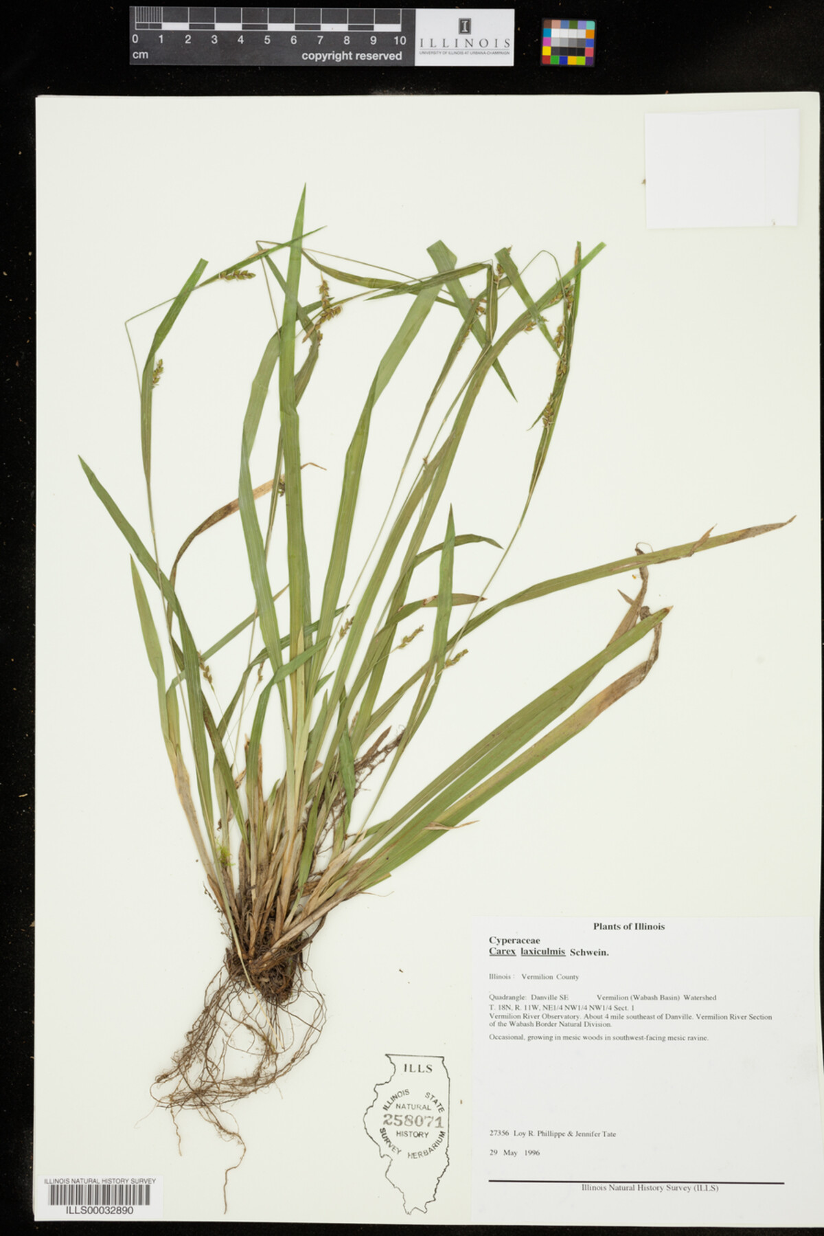 Carex laxiculmis image