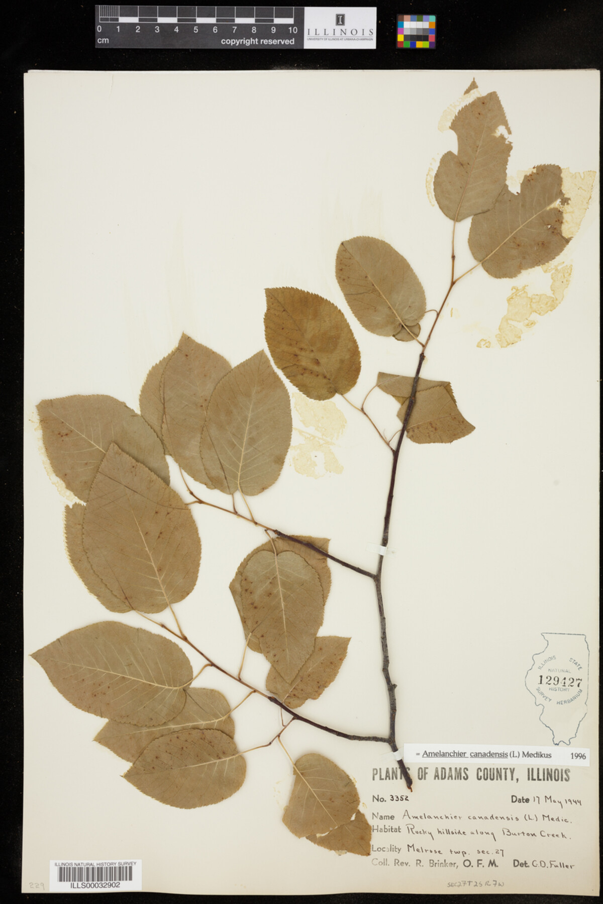 Amelanchier canadensis image