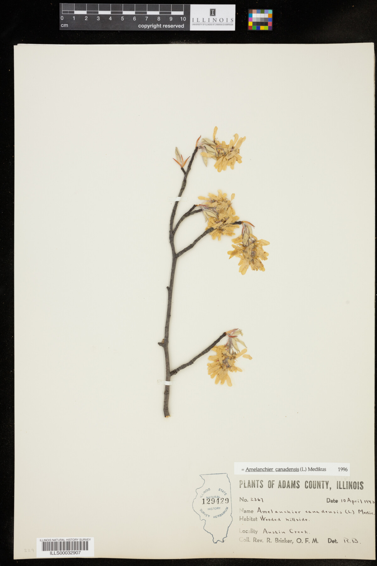Amelanchier canadensis image