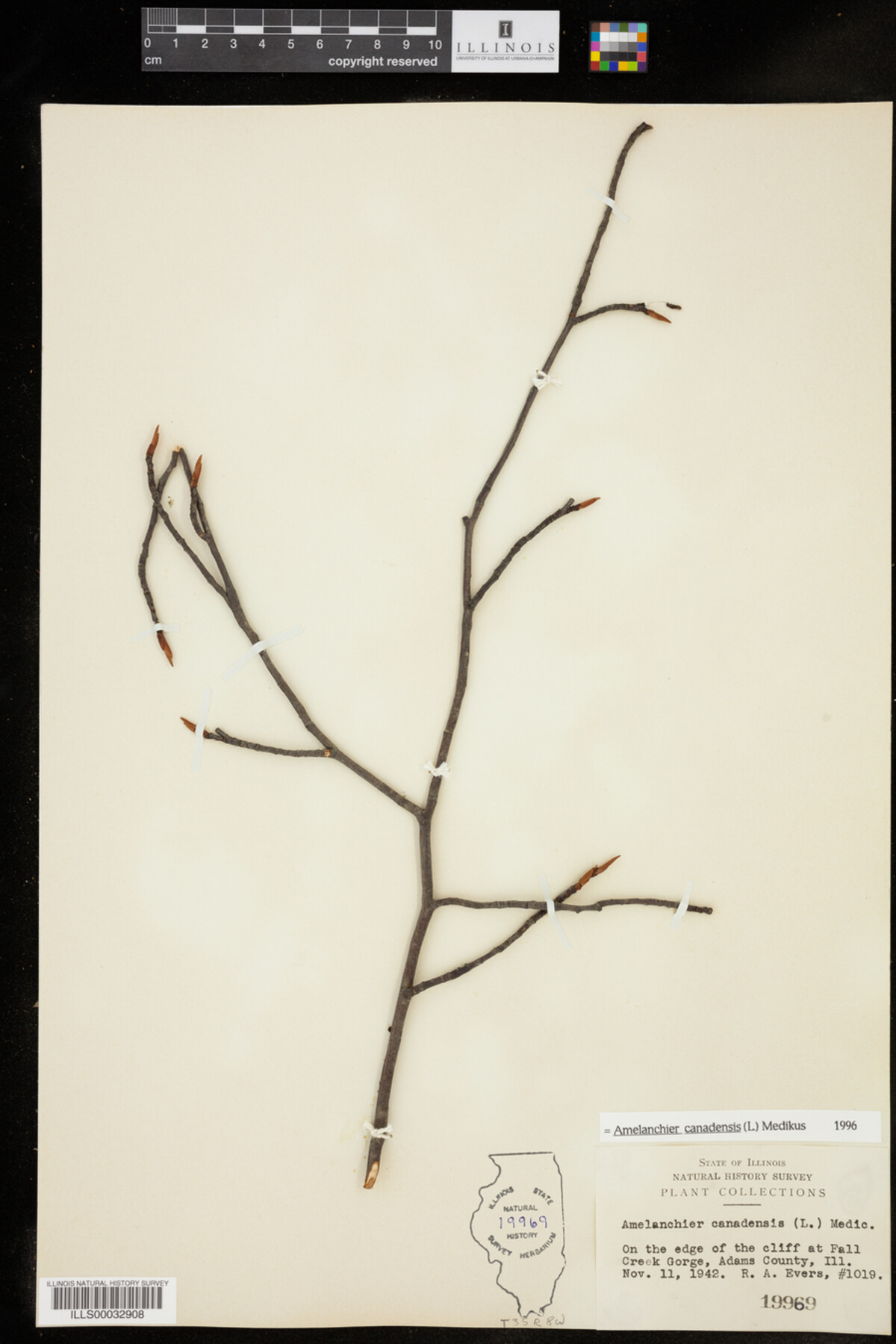 Amelanchier image