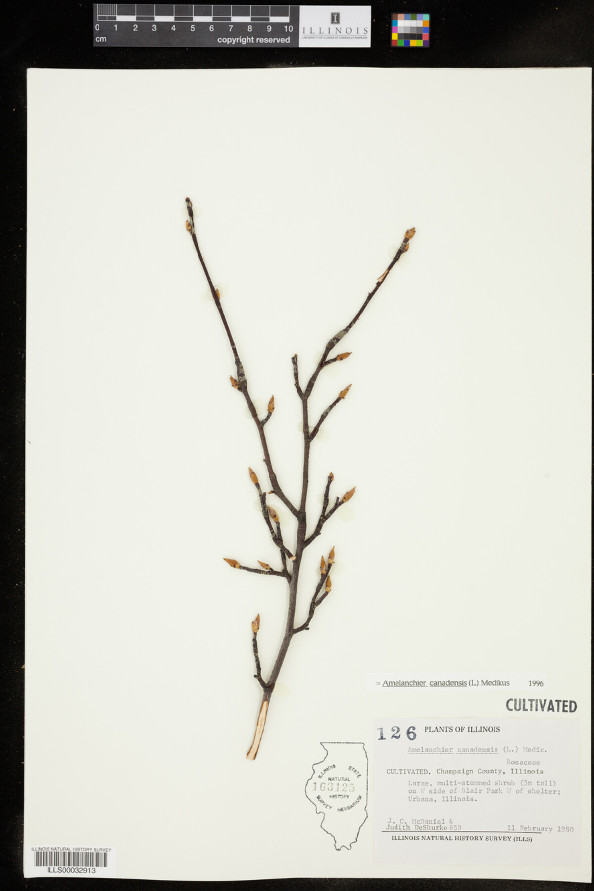 Amelanchier canadensis image