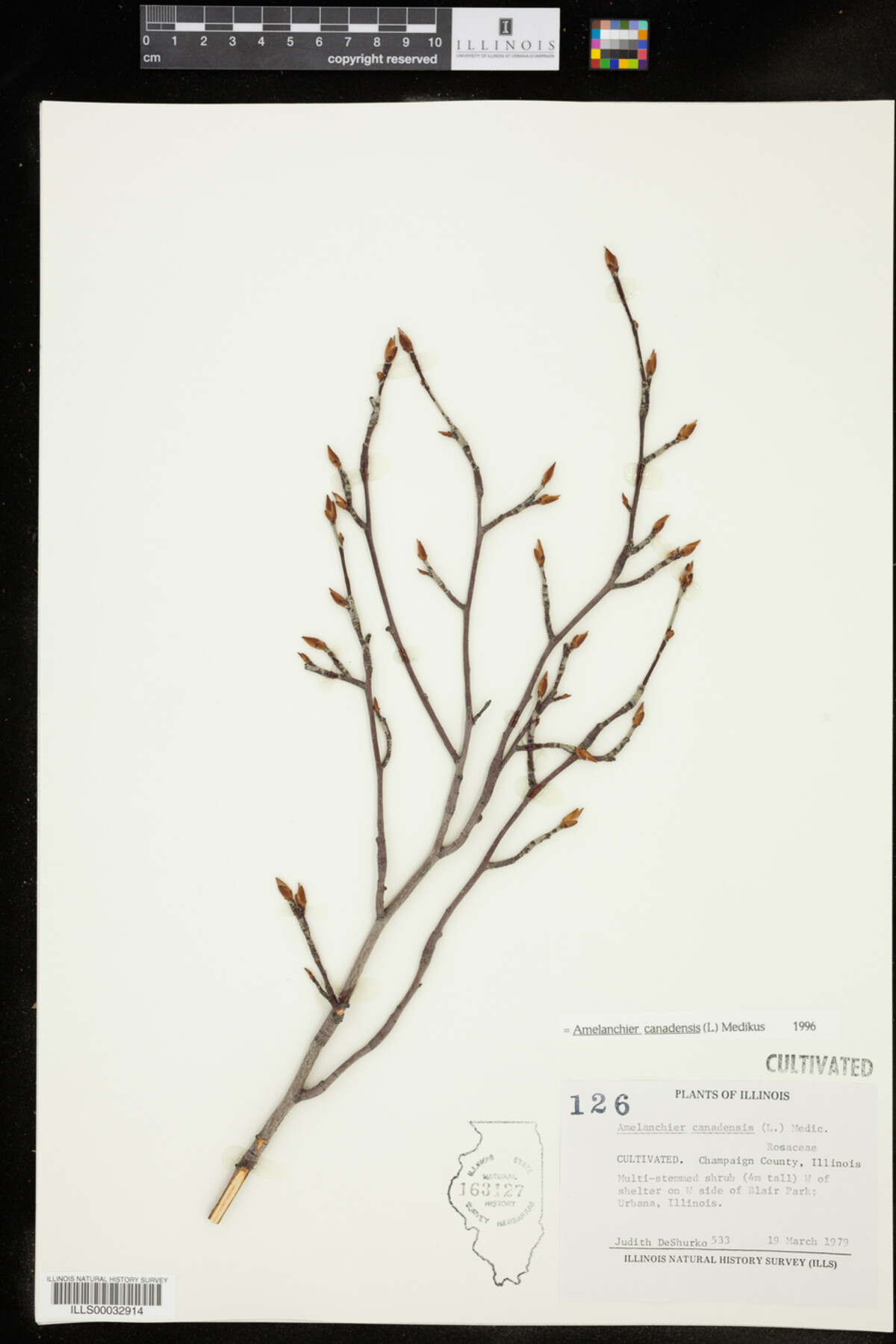 Amelanchier canadensis image