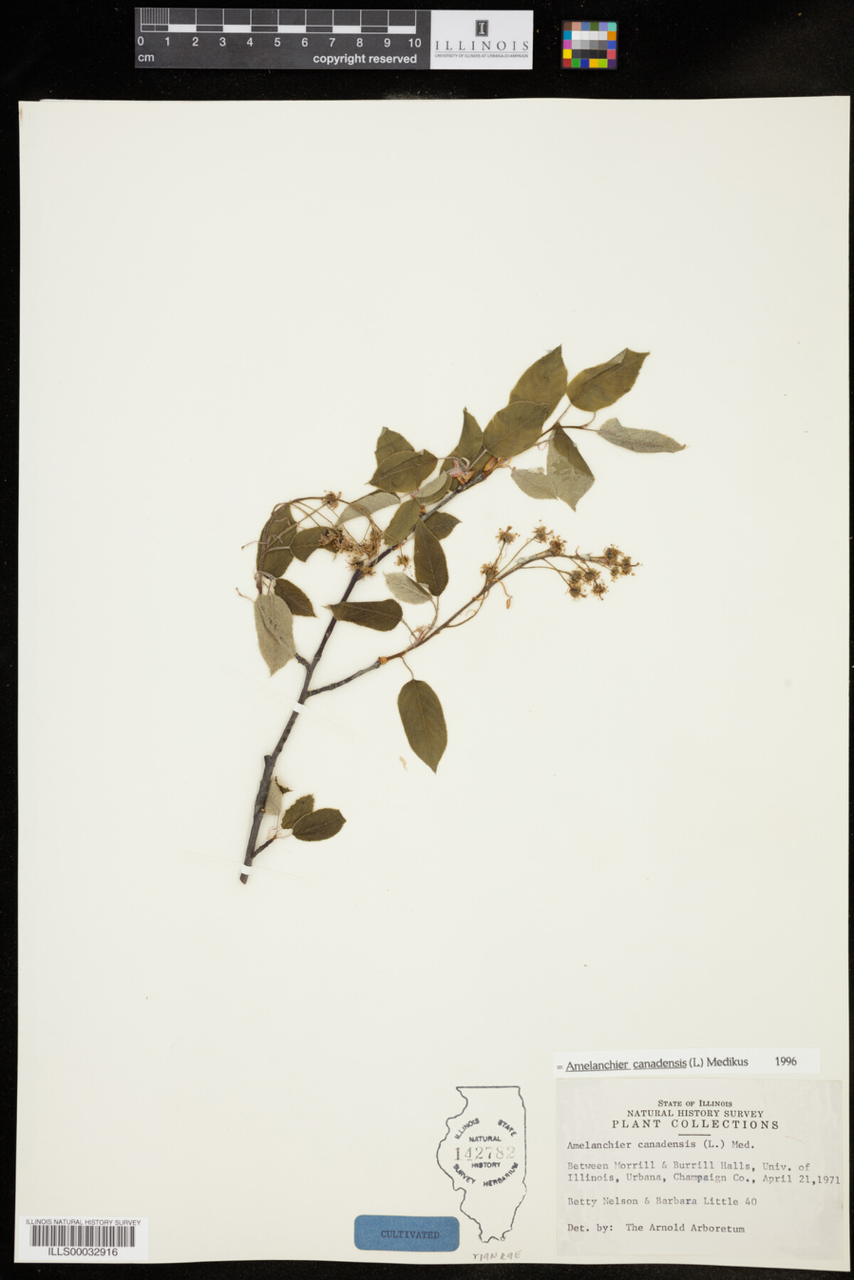 Amelanchier canadensis image