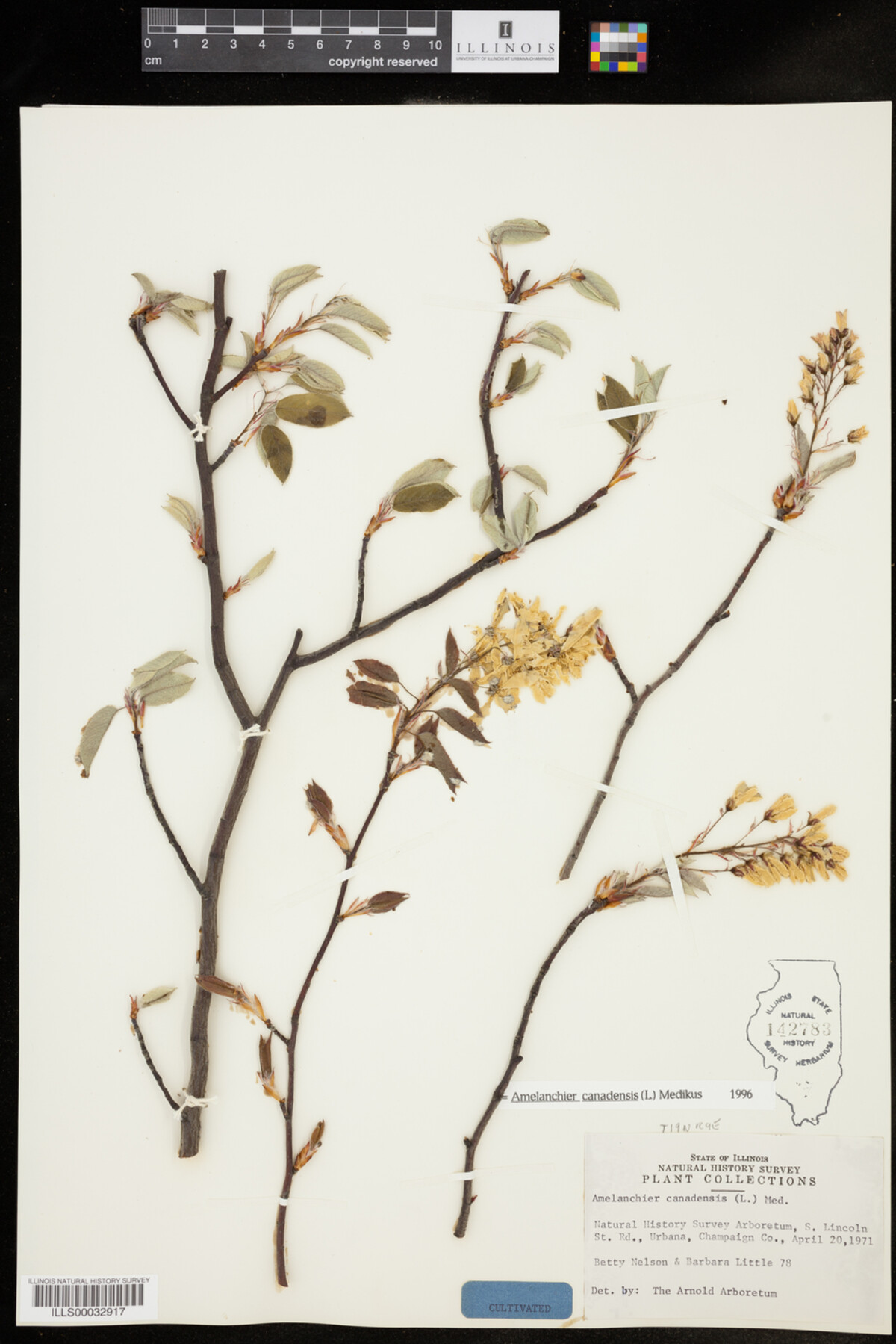 Amelanchier canadensis image