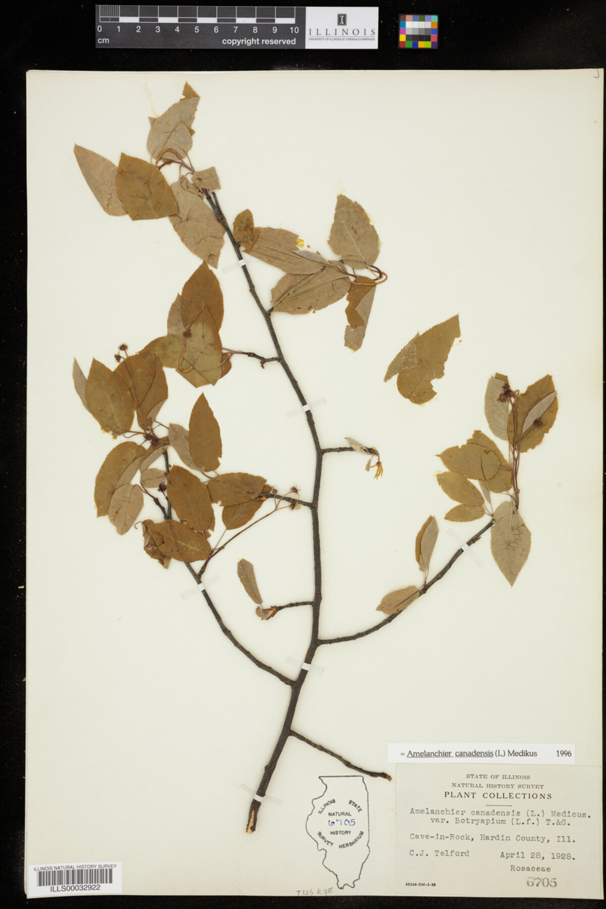 Amelanchier canadensis image