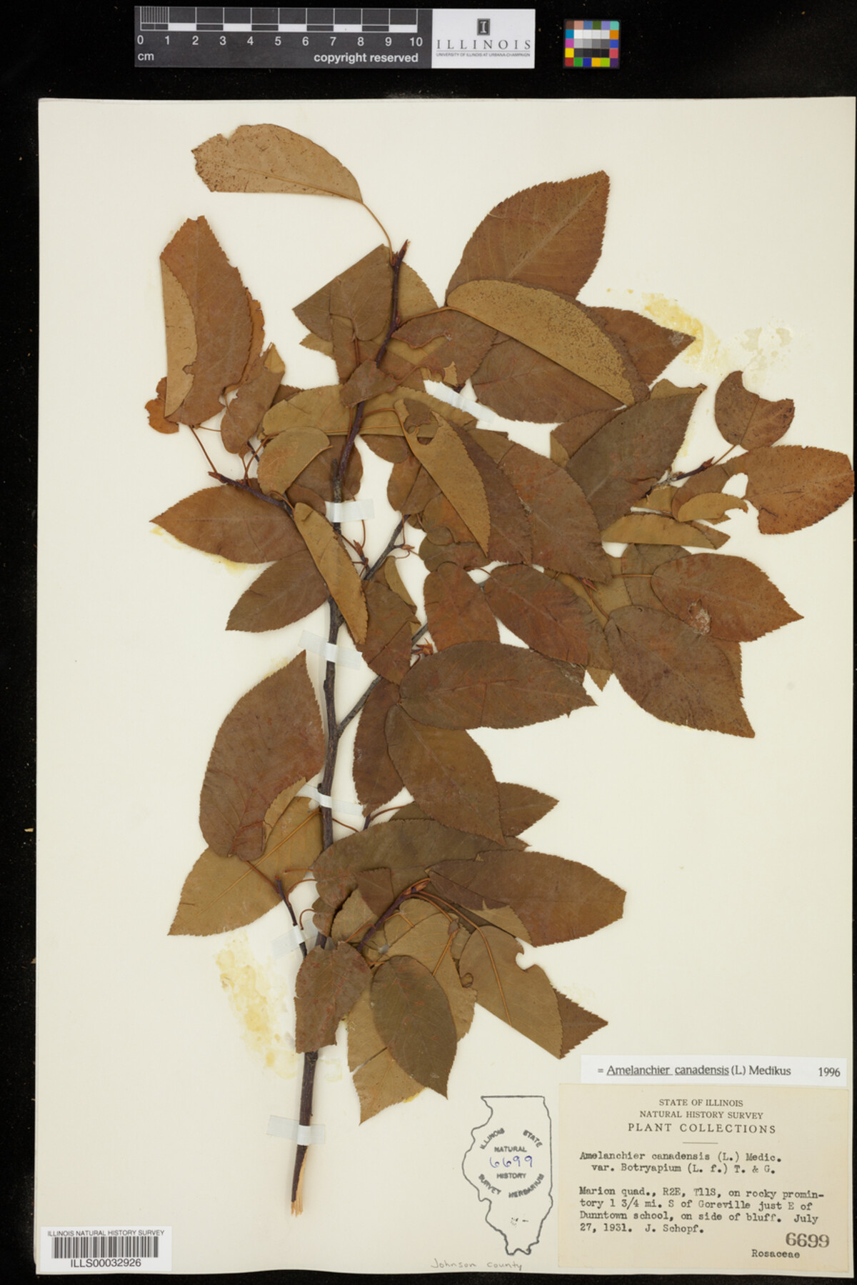 Amelanchier canadensis image