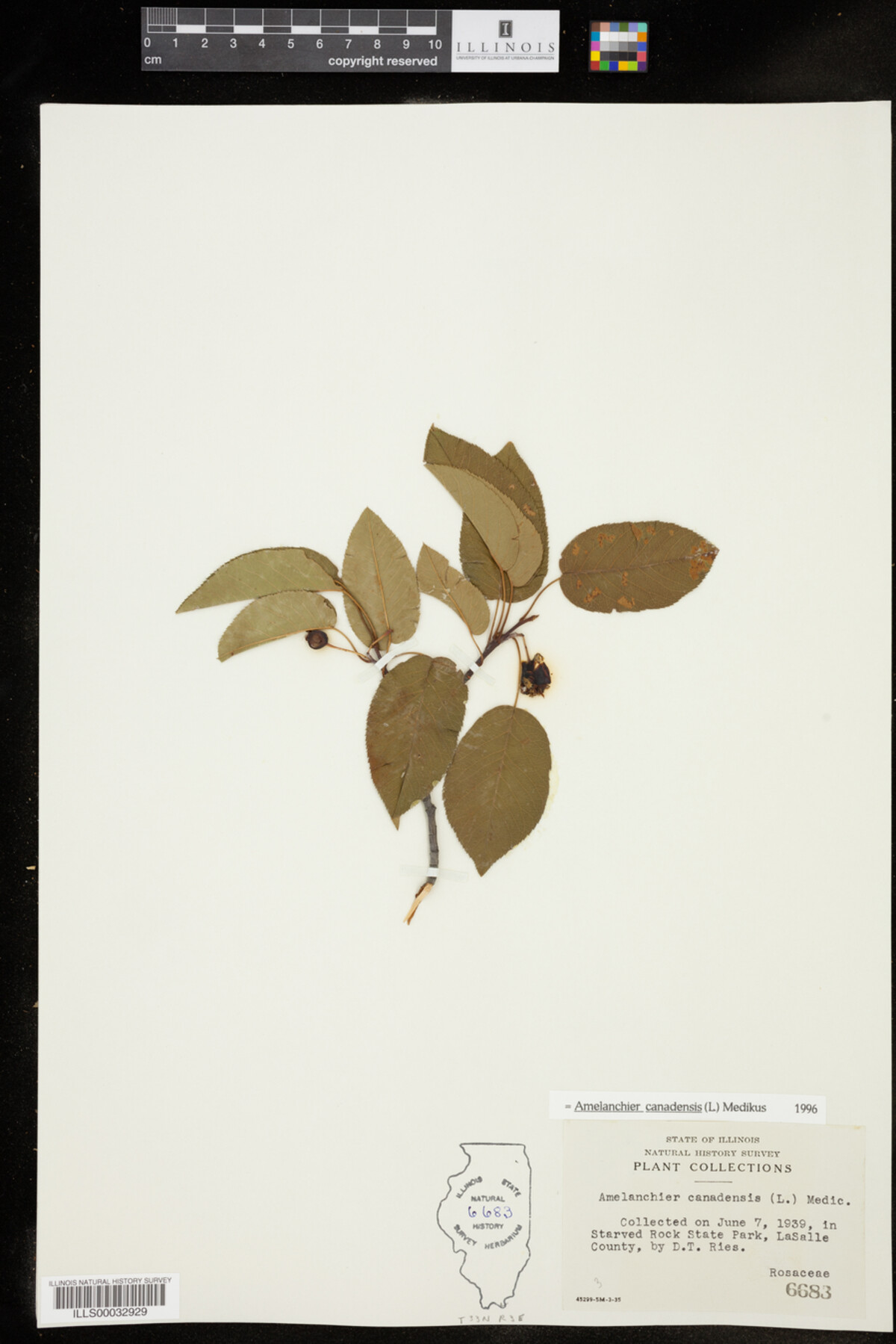 Amelanchier canadensis image