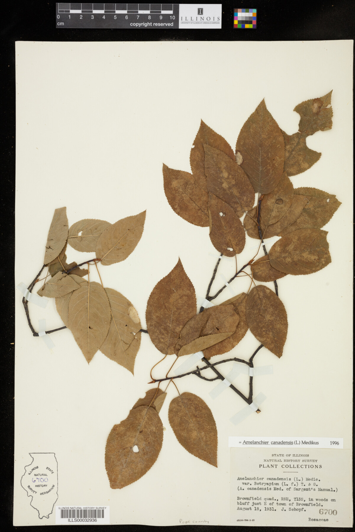 Amelanchier canadensis image