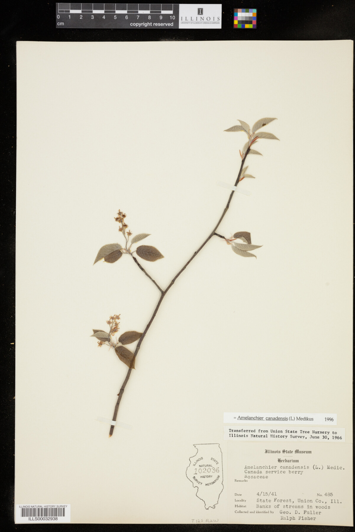 Amelanchier canadensis image